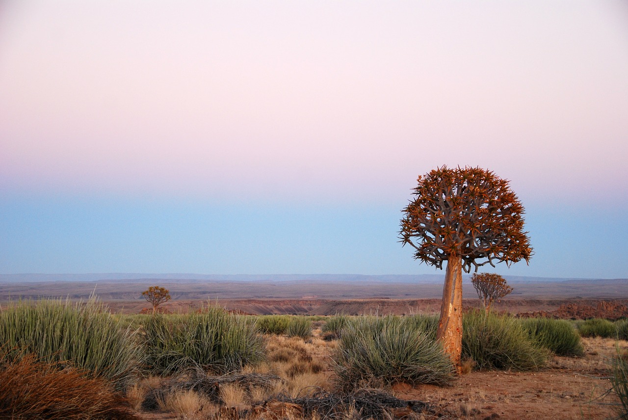 africa sunrise quiver tree free photo