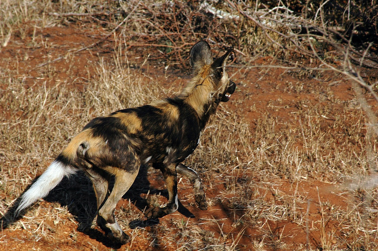 africa animal wild dog free photo