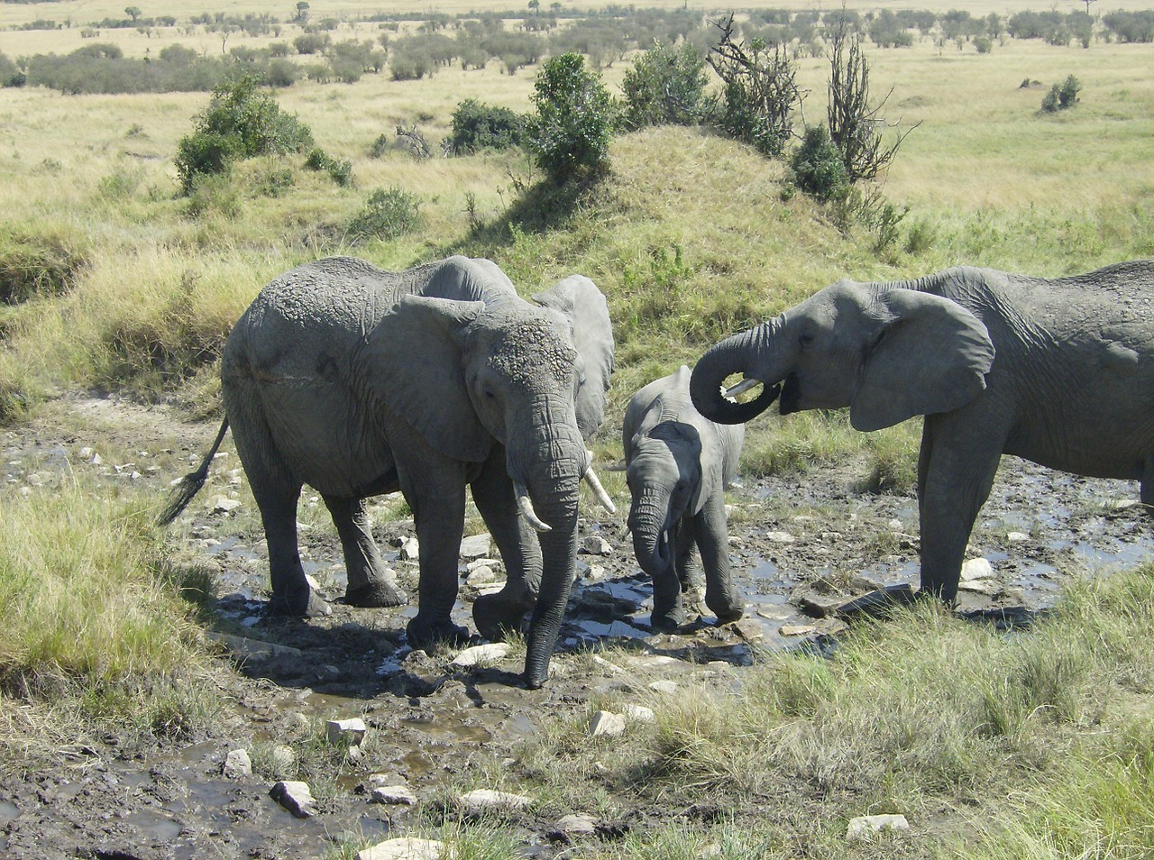 africa kenya elephant free photo