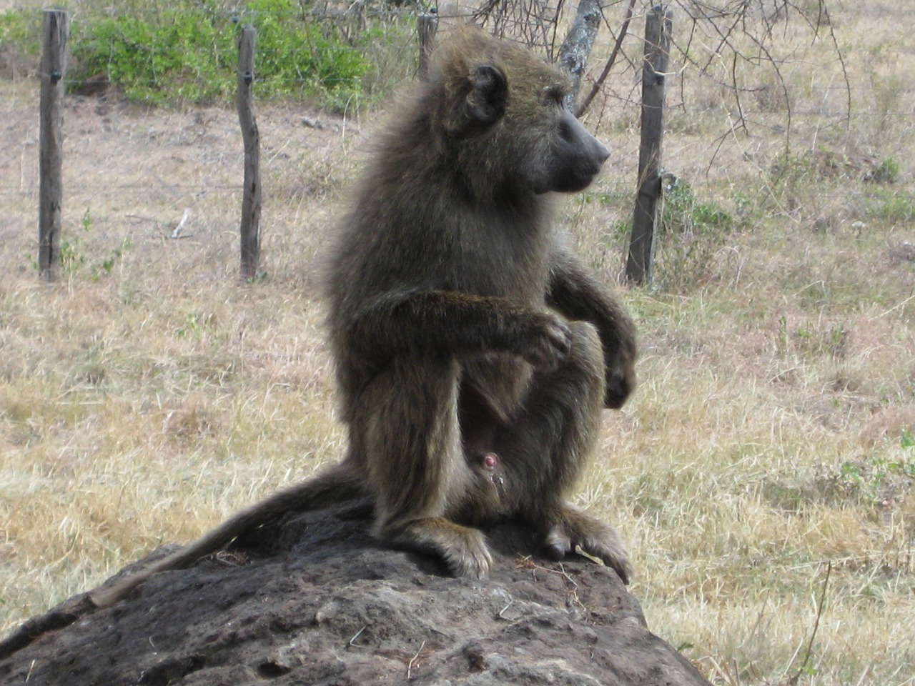 africa kenya monkey free photo