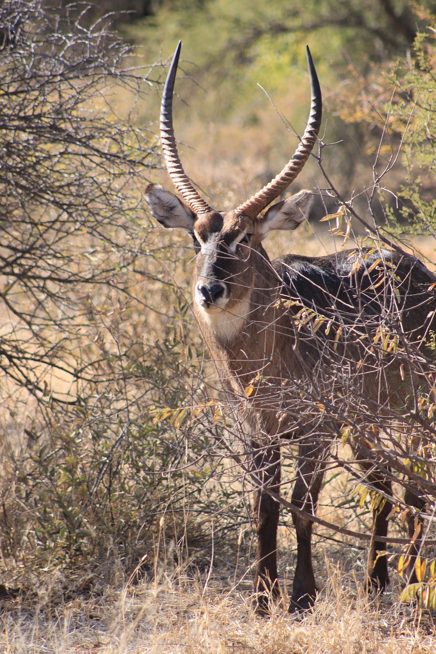 africa deer safari free photo