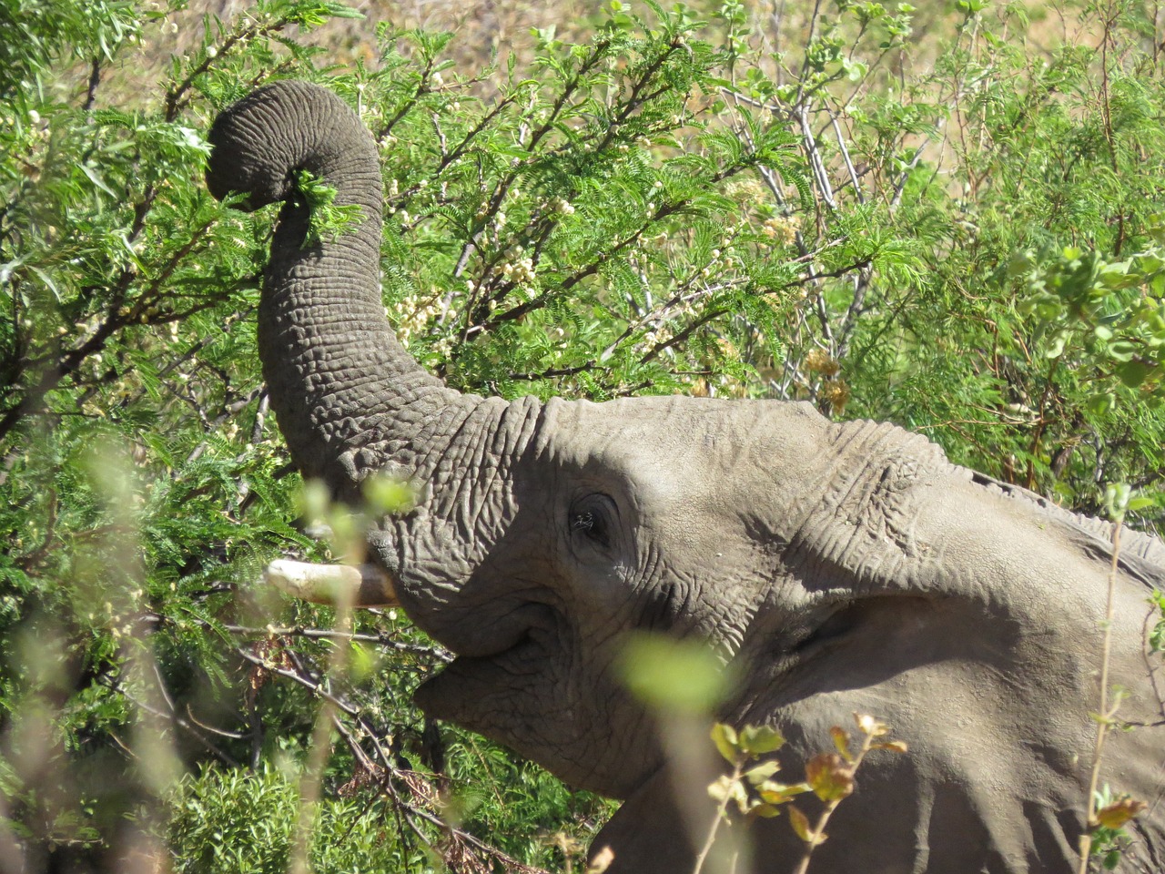 africa elephant savanna reserve free photo