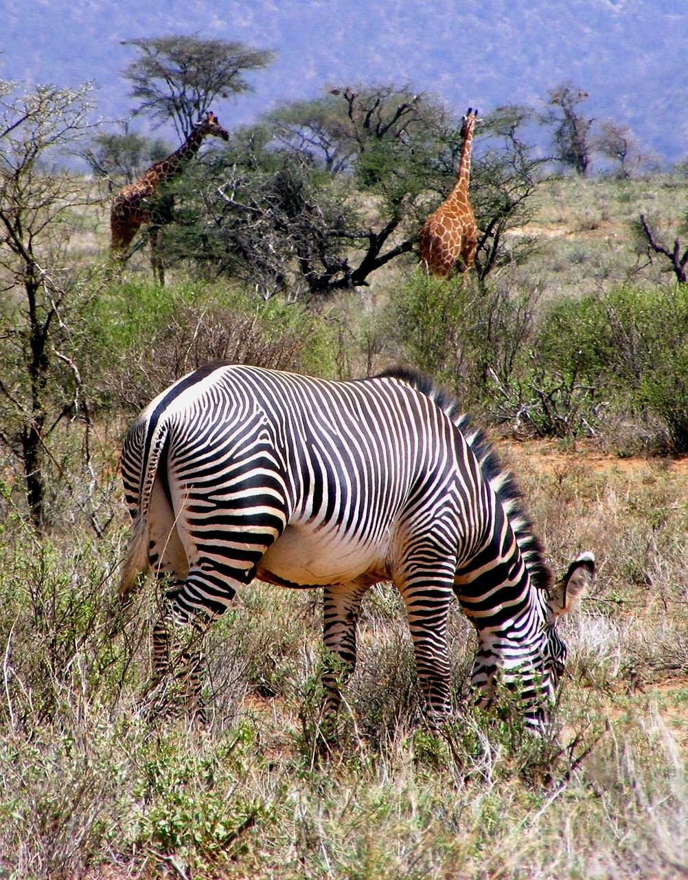 africa wildlife zebra free photo