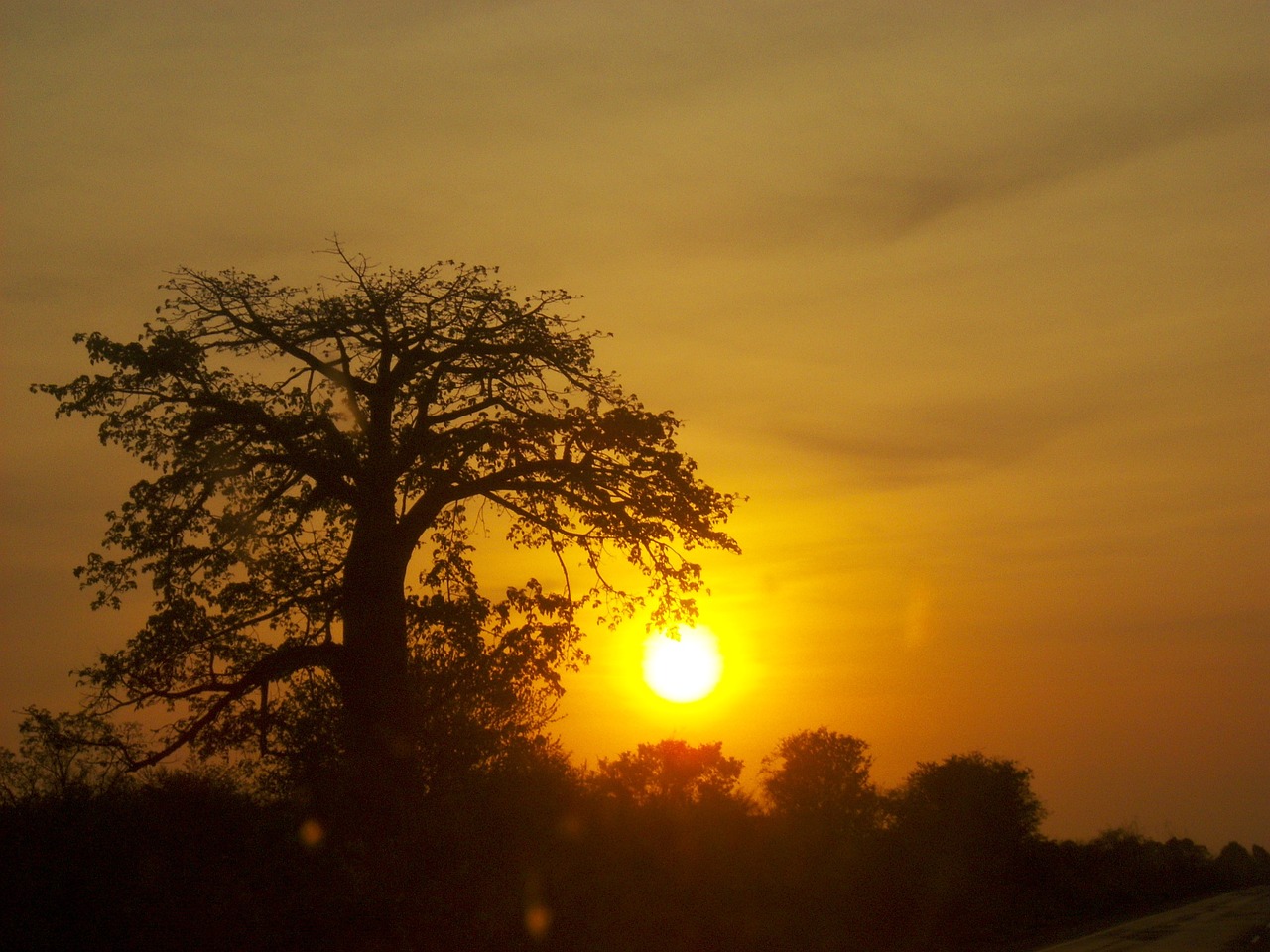 africa sol tree free photo