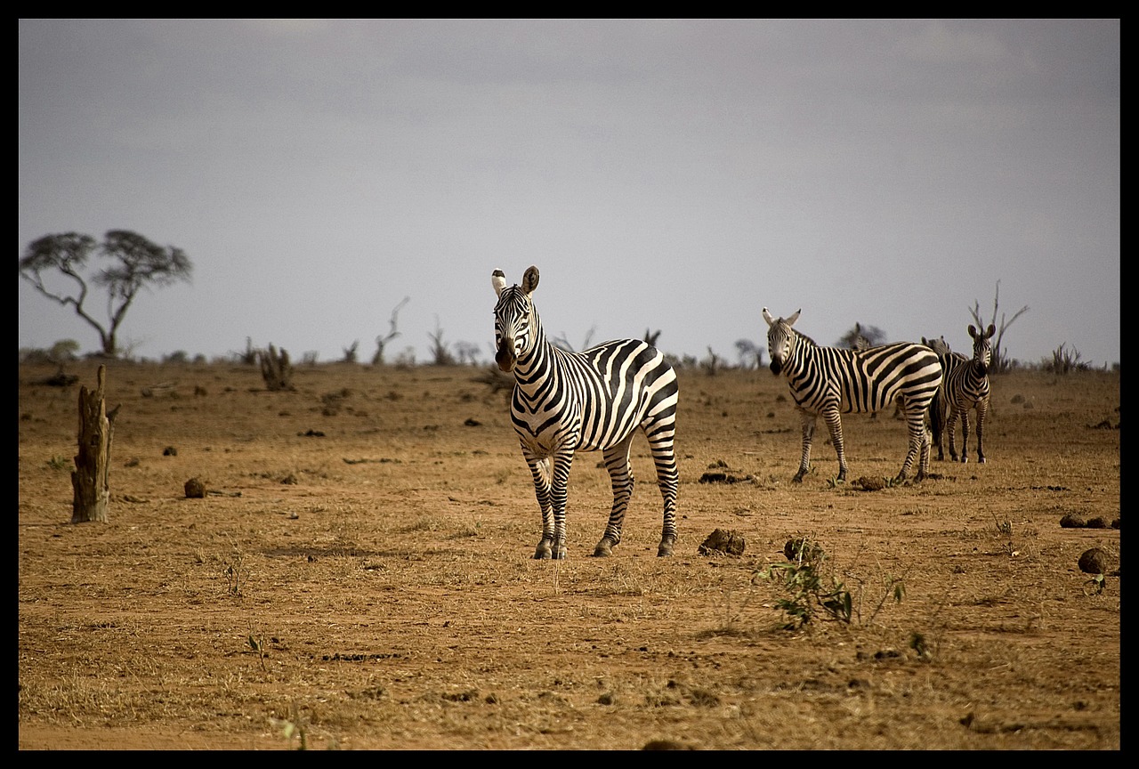 africa zebra animal free photo