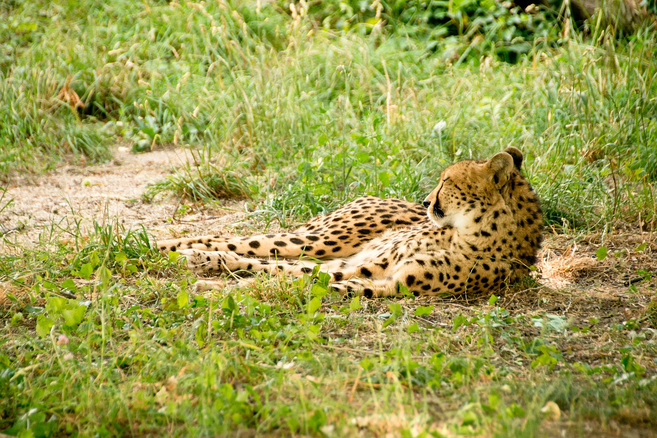 africa kenya safari free photo