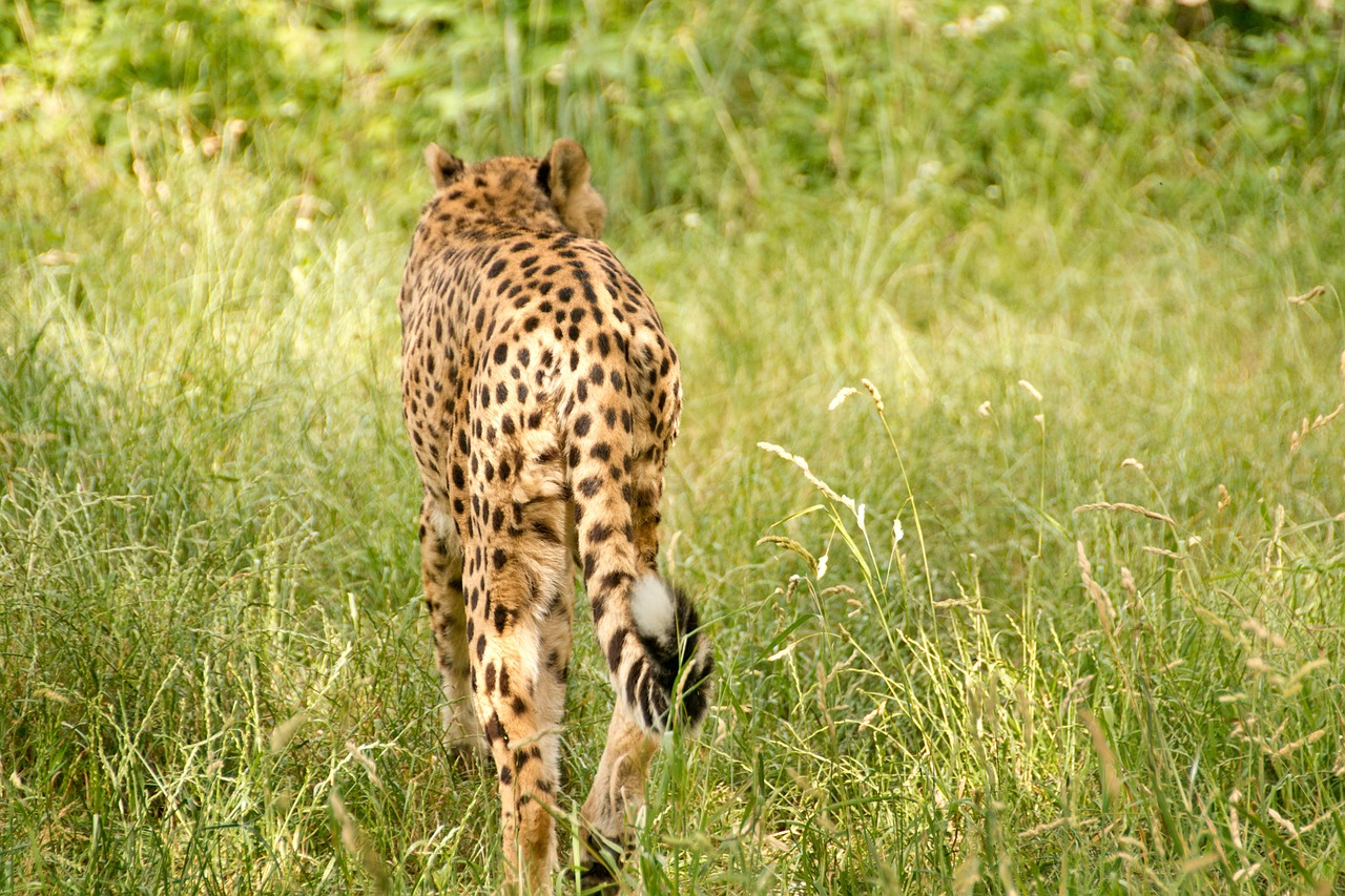 africa kenya safari free photo