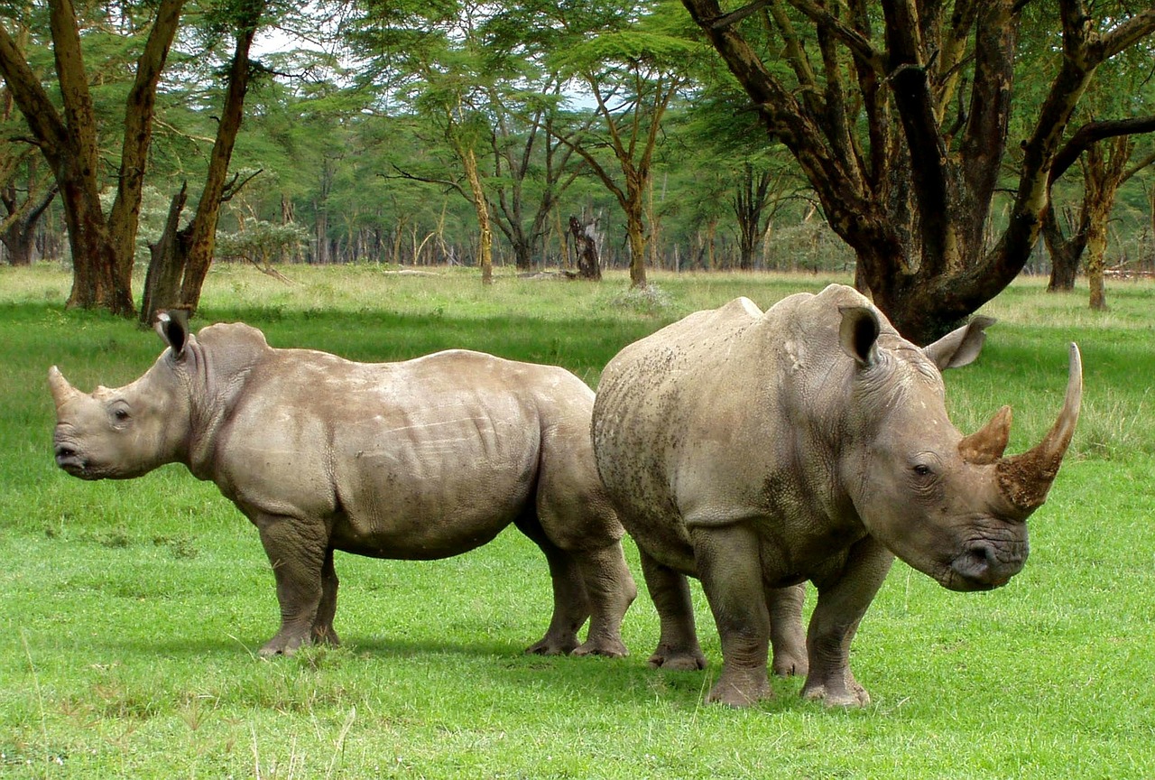 africa white rhinos rhino free photo