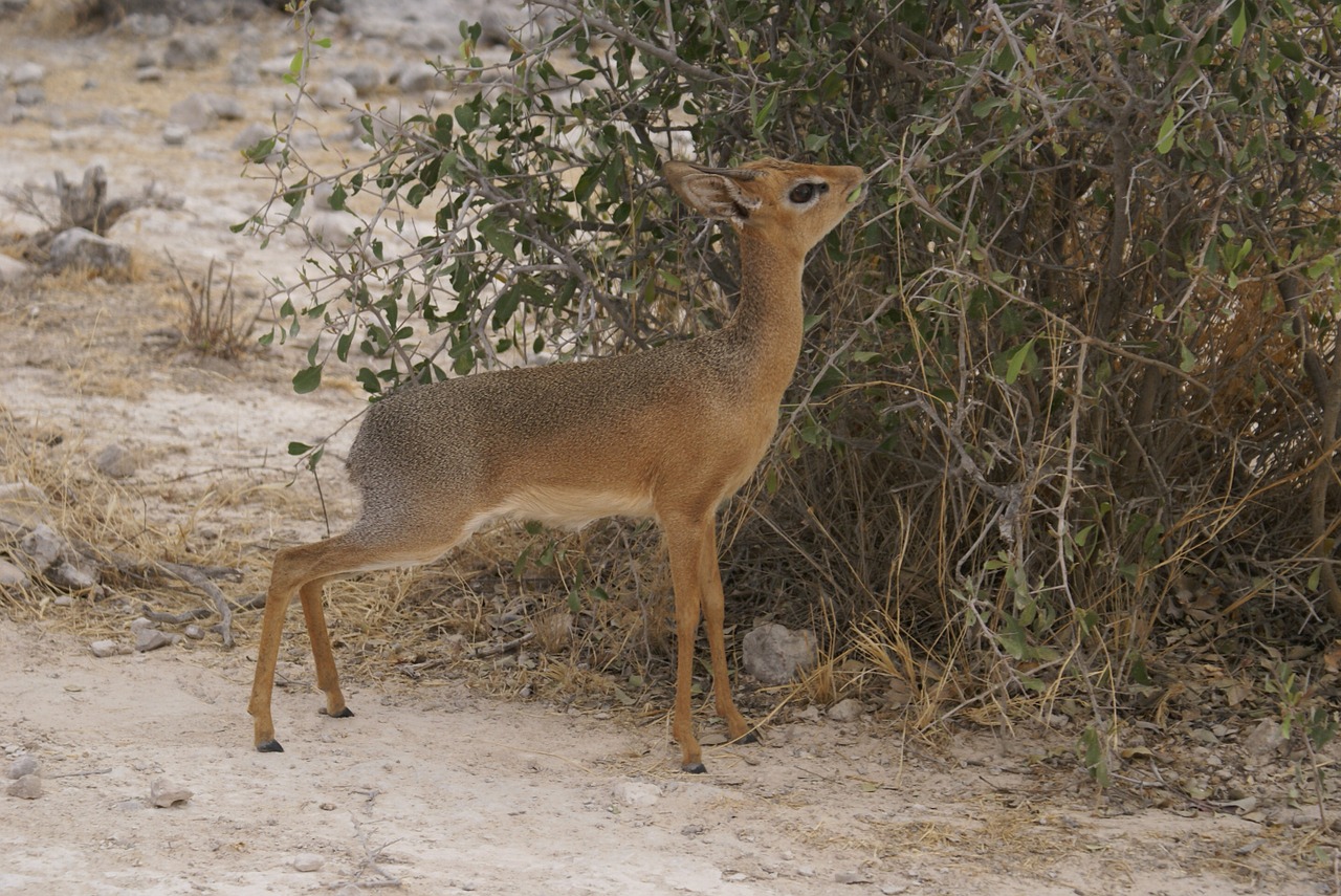 africa antelope safari free photo