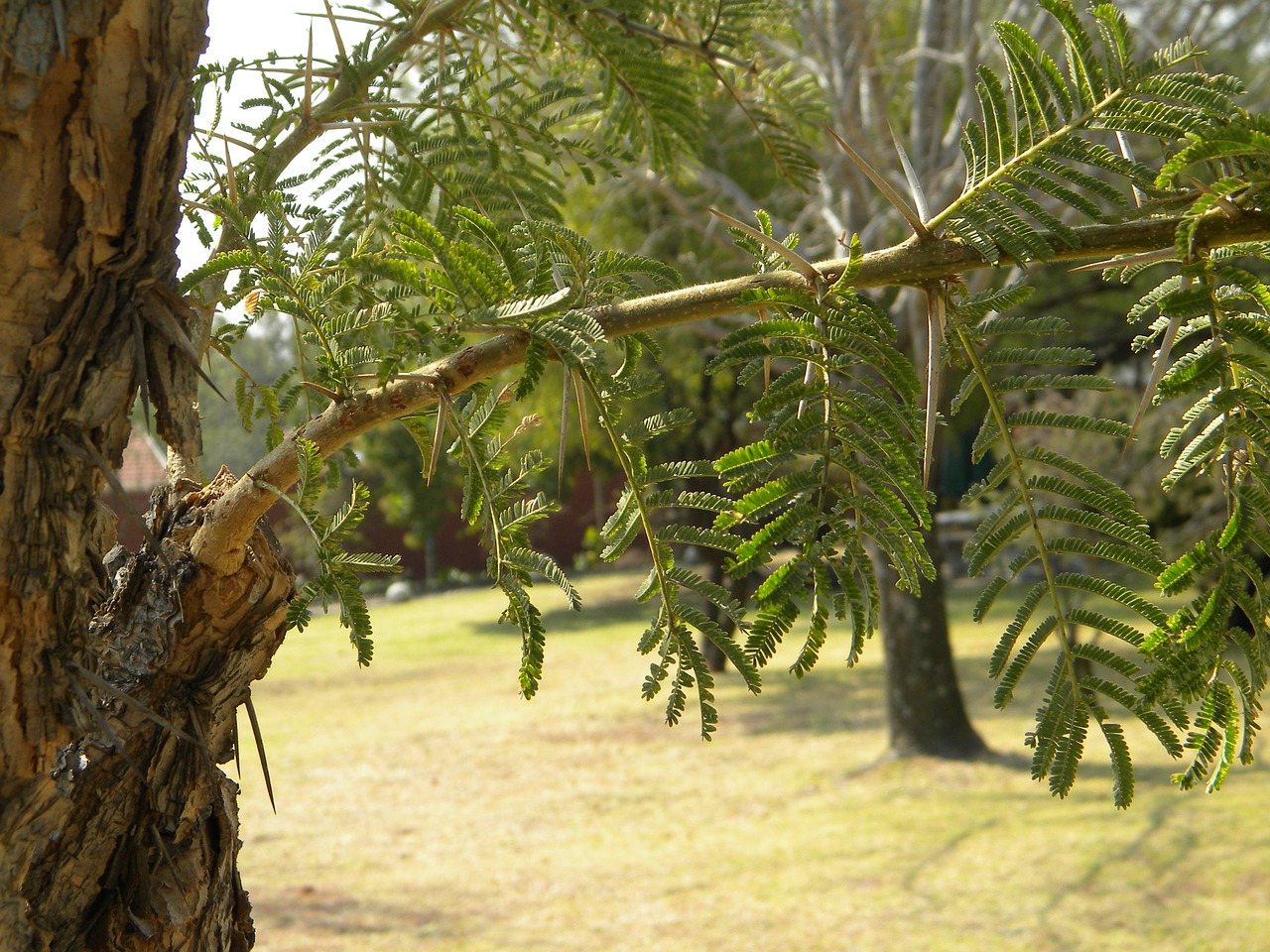 africa south africa tree free photo