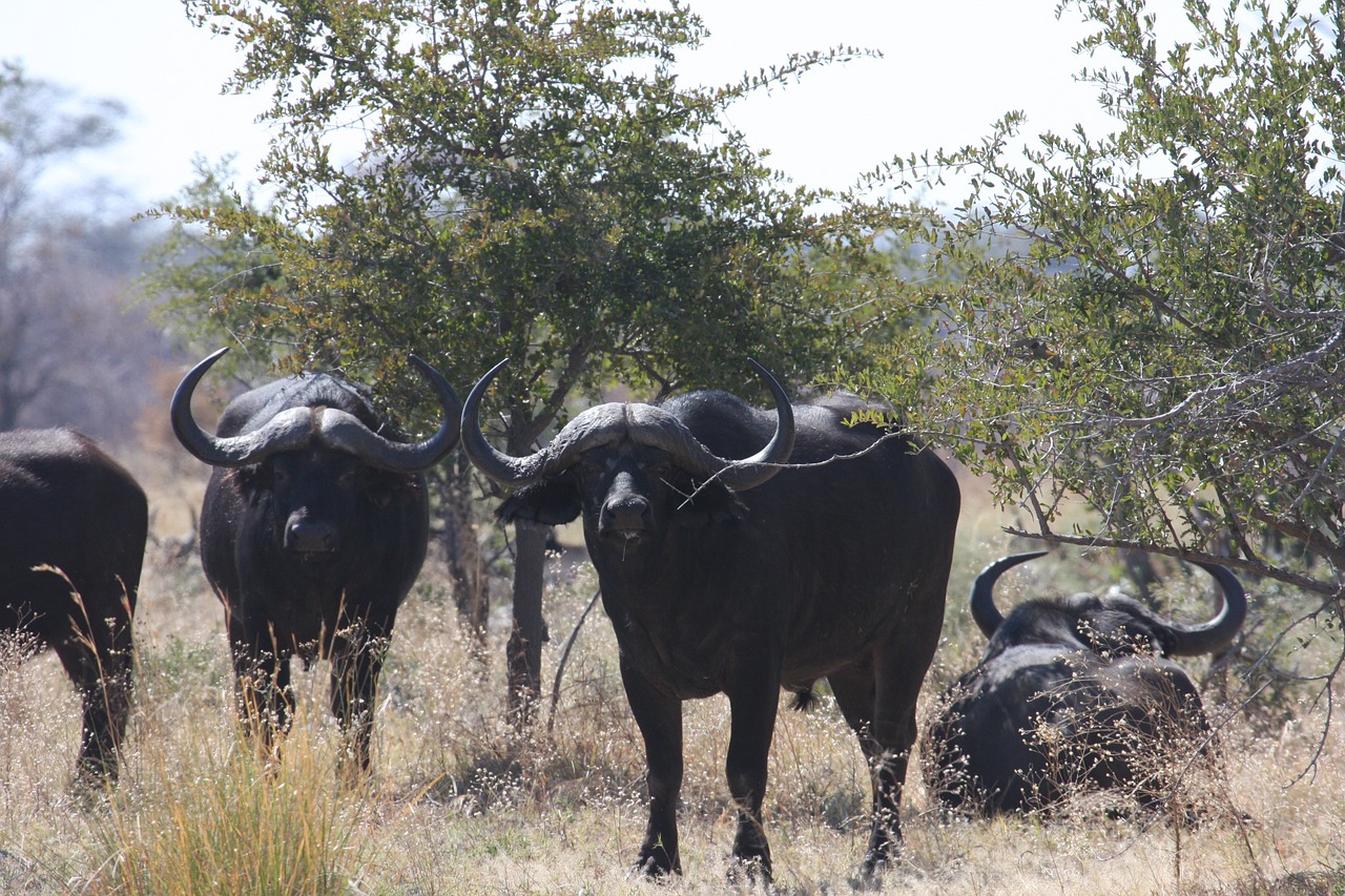 africa wild animals bison free photo