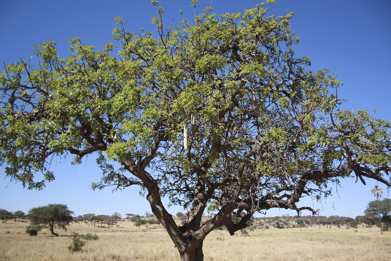 africa jungle taranguire free photo