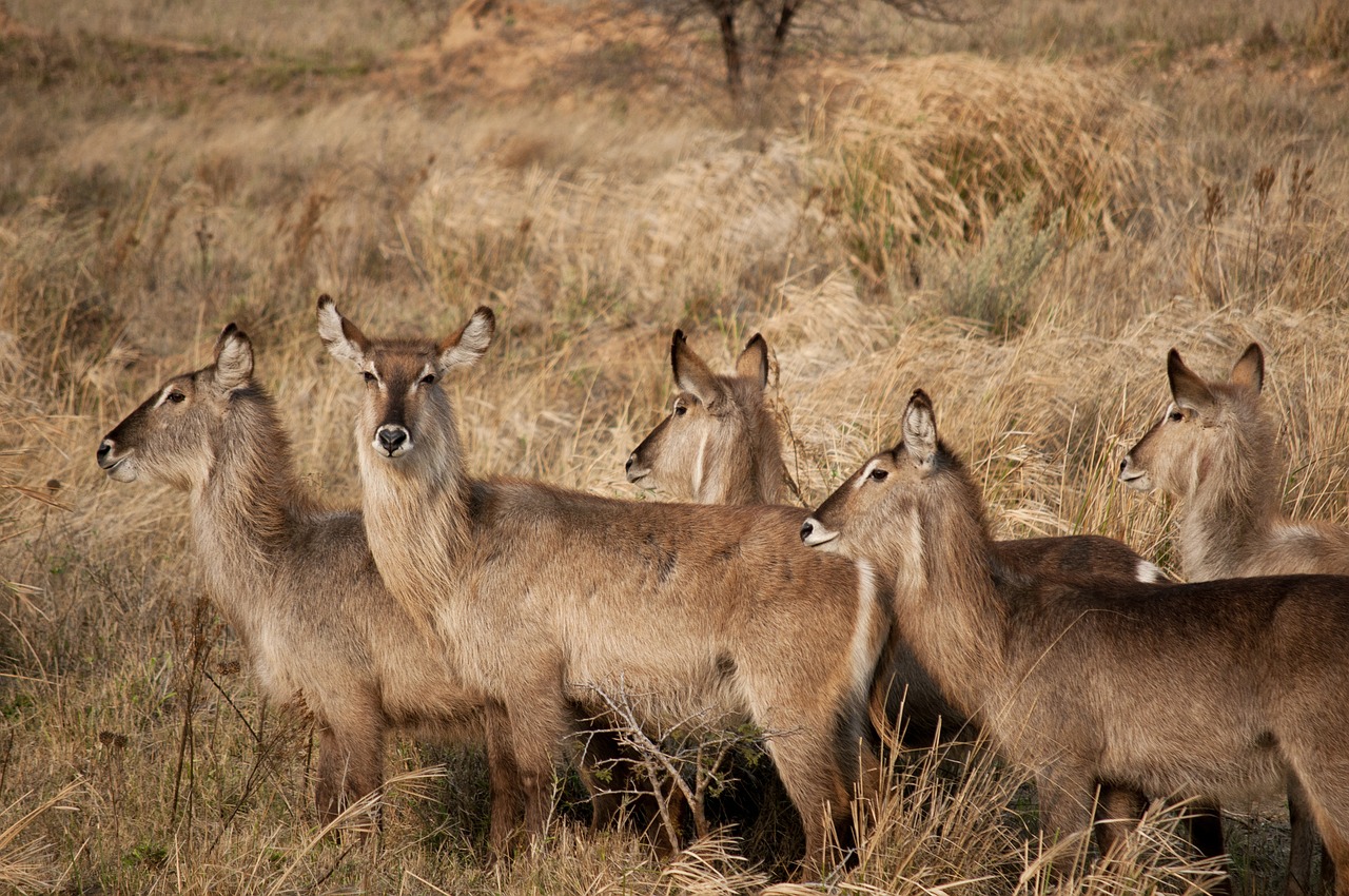 africa bush nature free photo