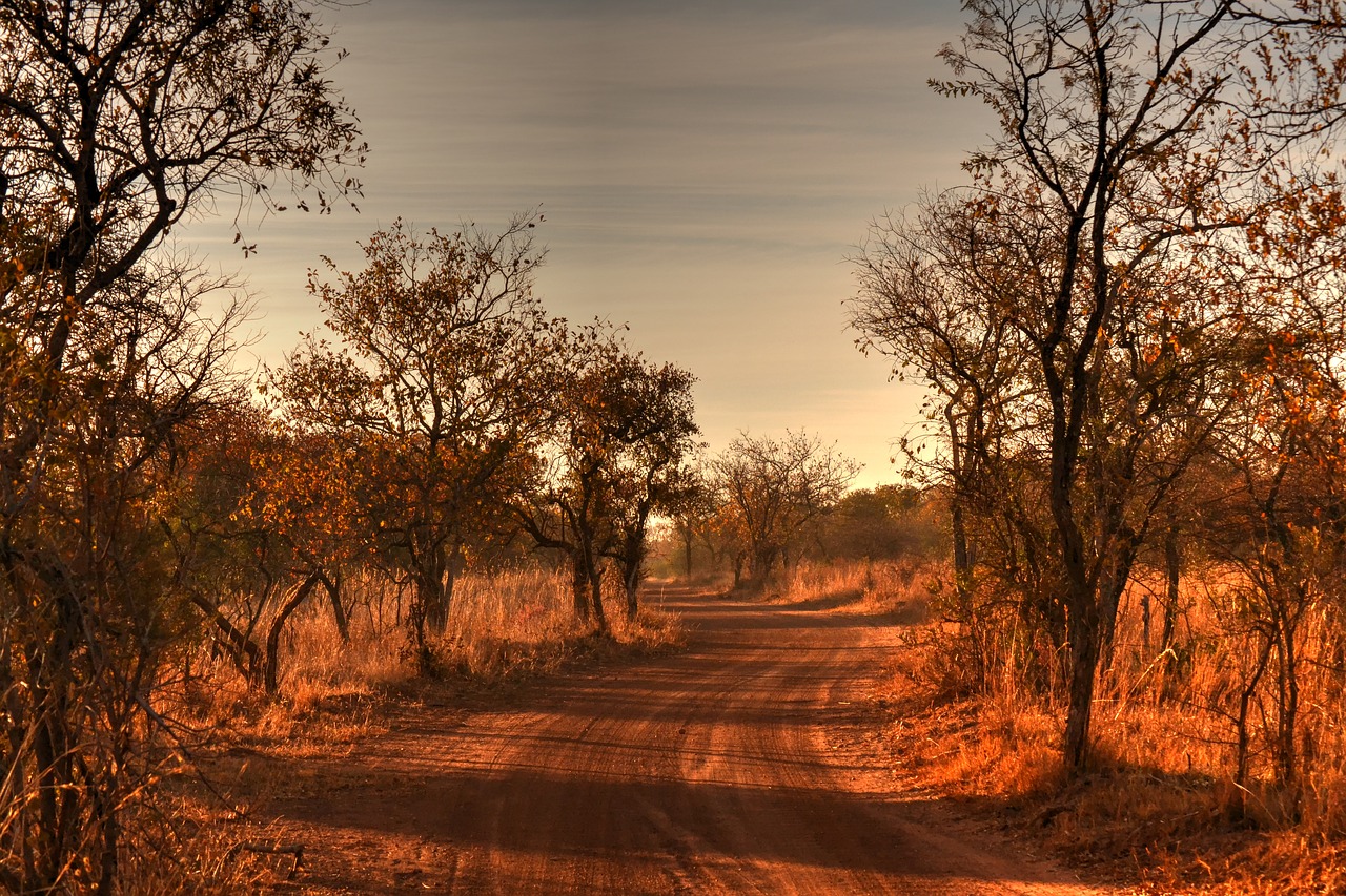 africa landscape wild life gravel road free photo