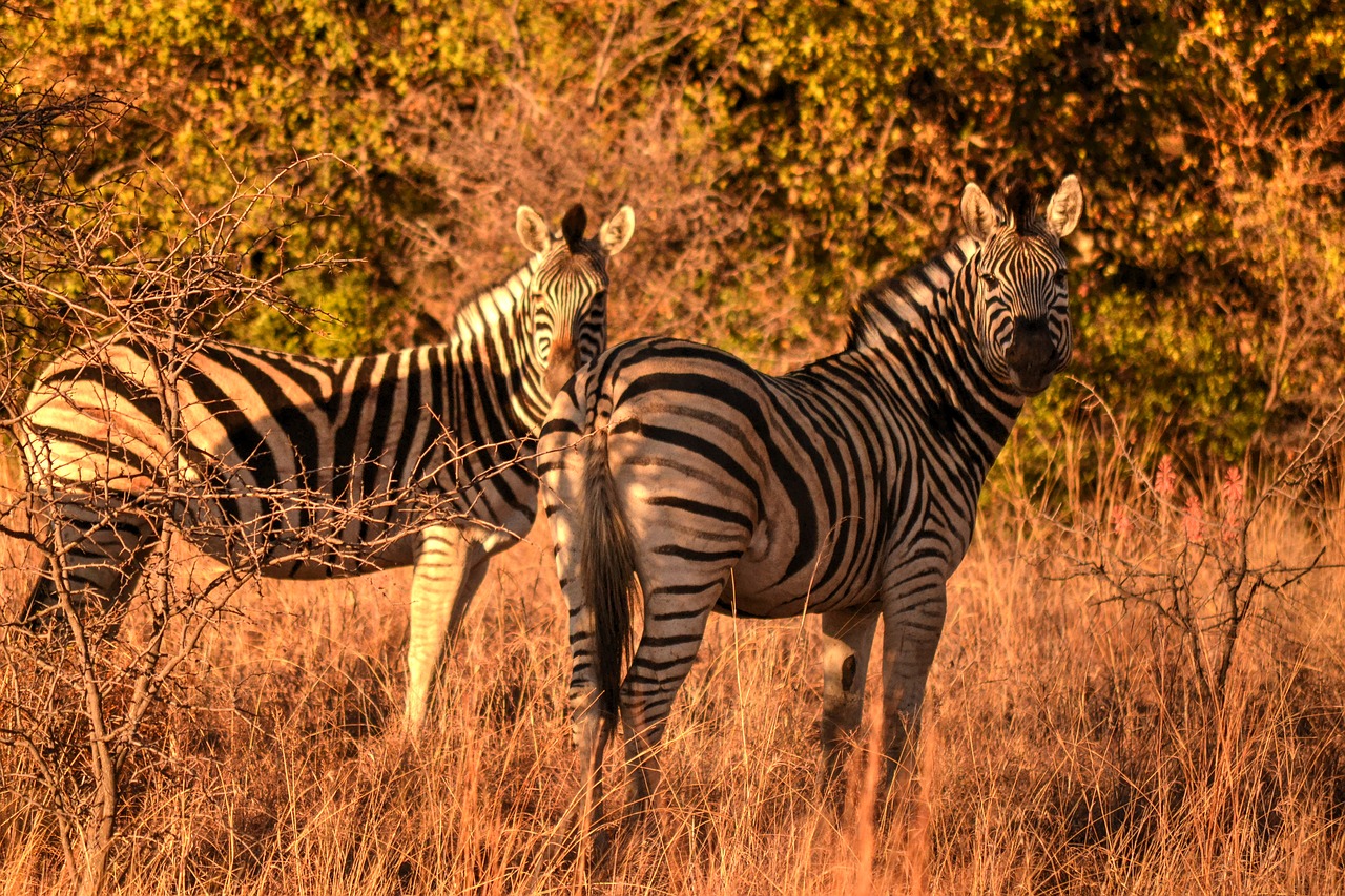 africa sun zebras safari free photo