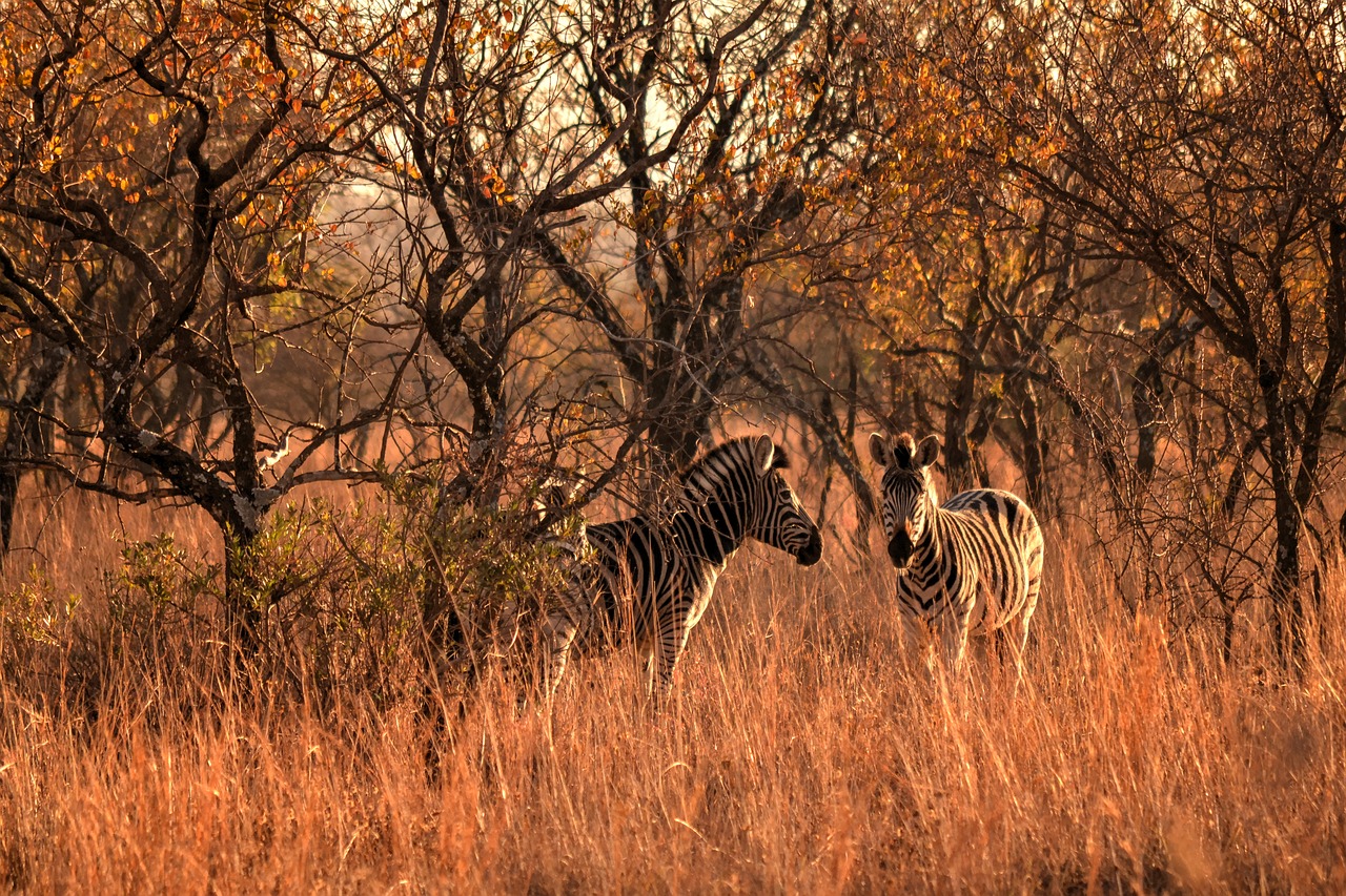 africa sun wild life zebras free photo