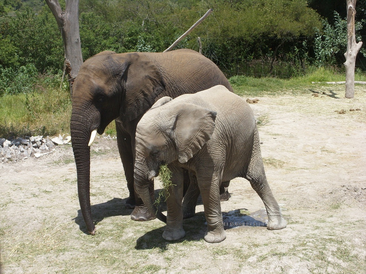 africam safari elephant wildlife free photo