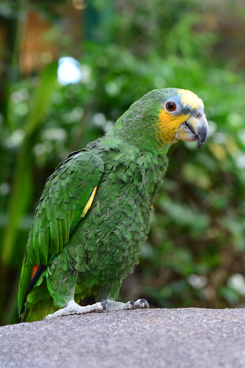 african green parrot free photo