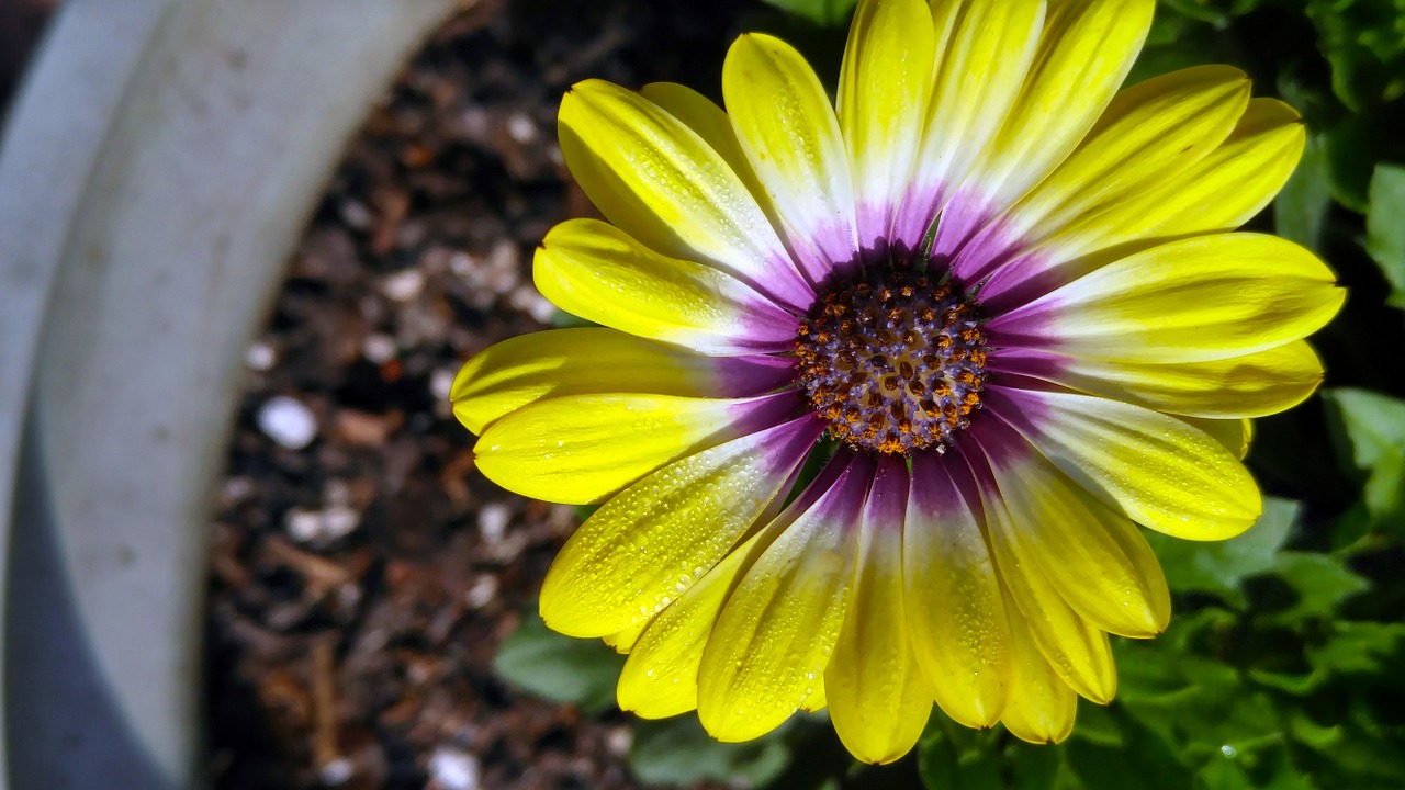 african daisy flower free photo