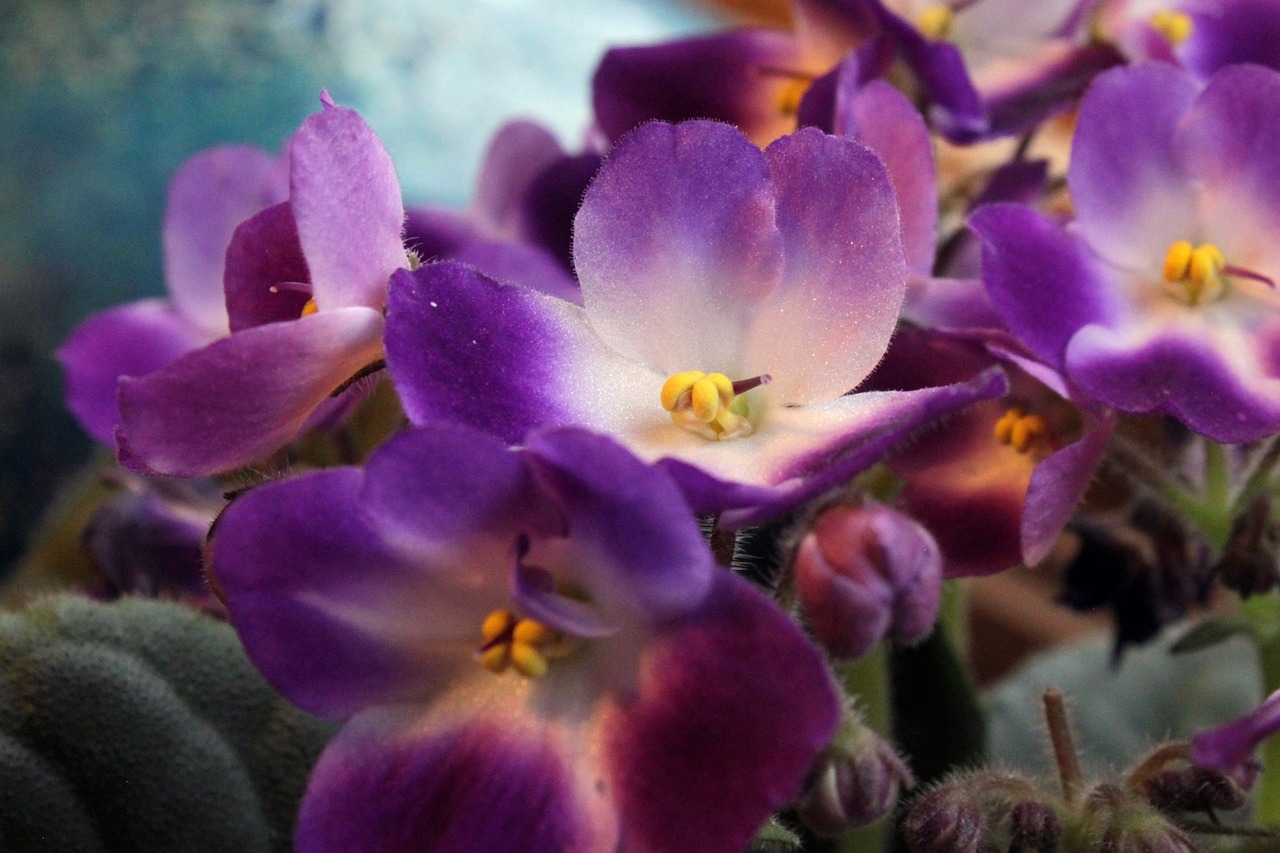 african violet flower free photo