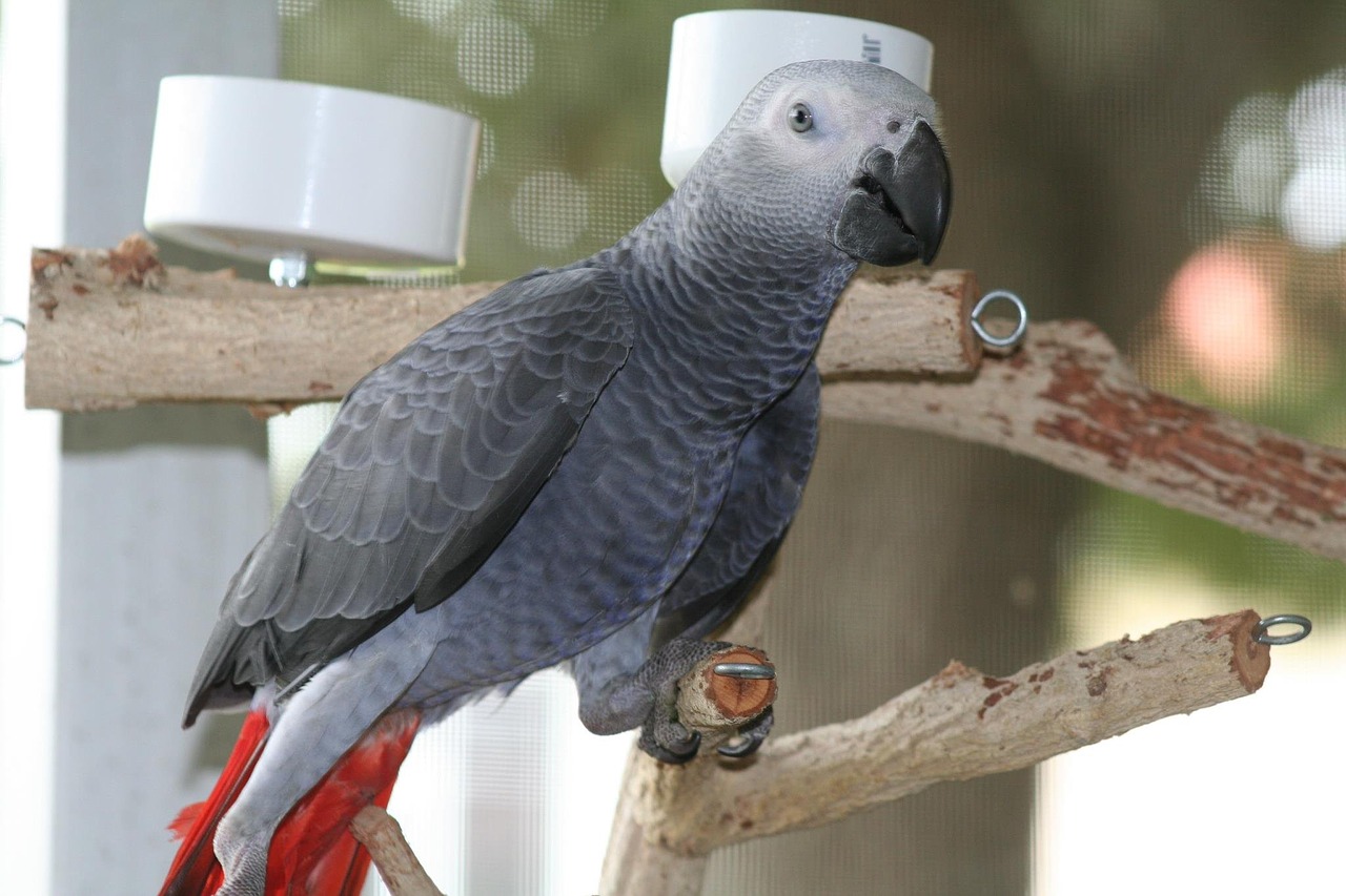 african grey male free photo