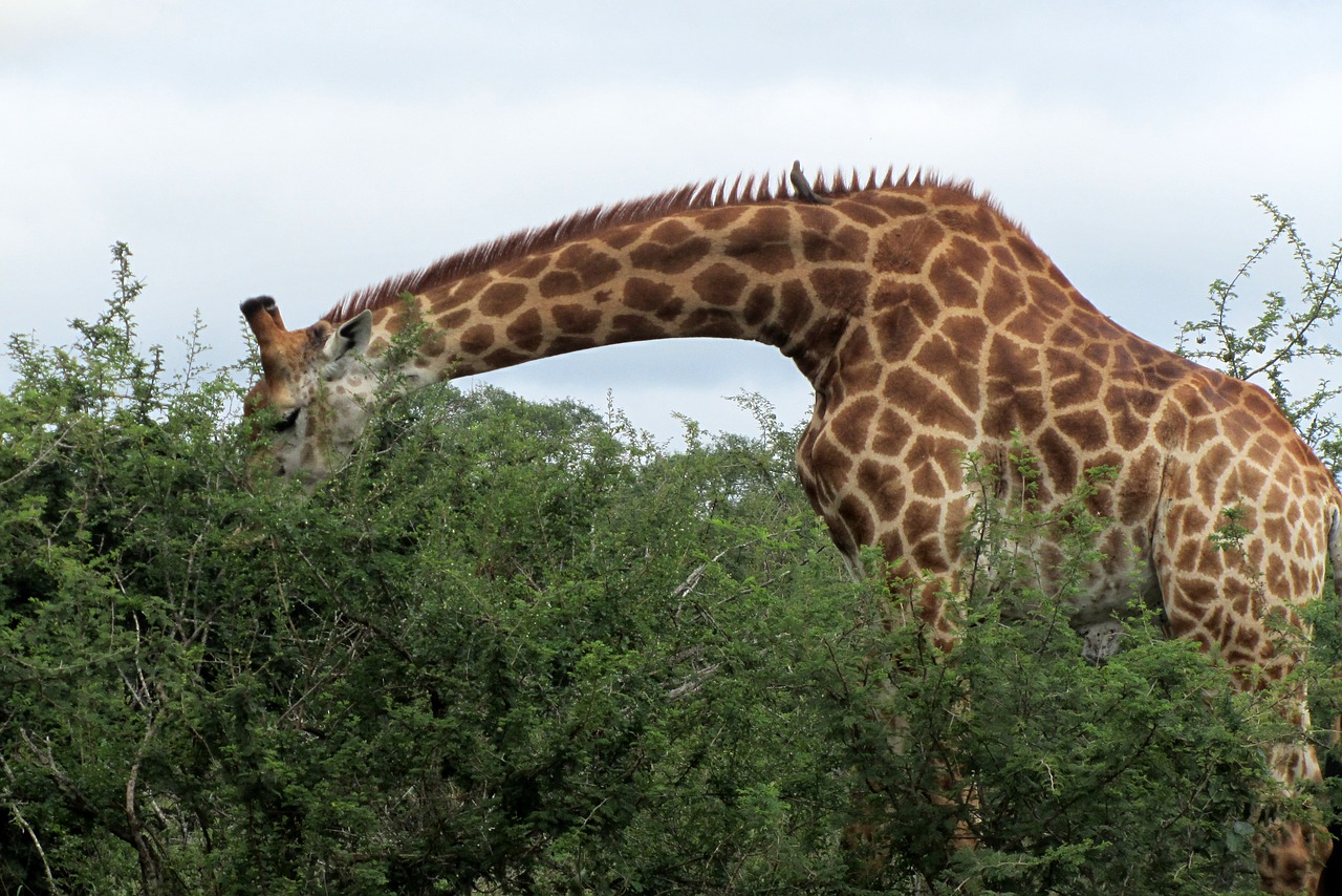 african male giraffe free photo