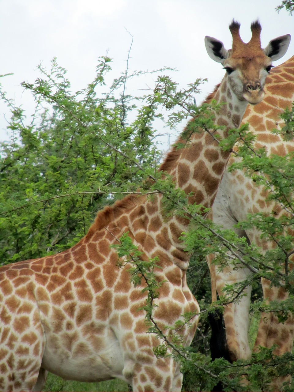 baby african male free photo