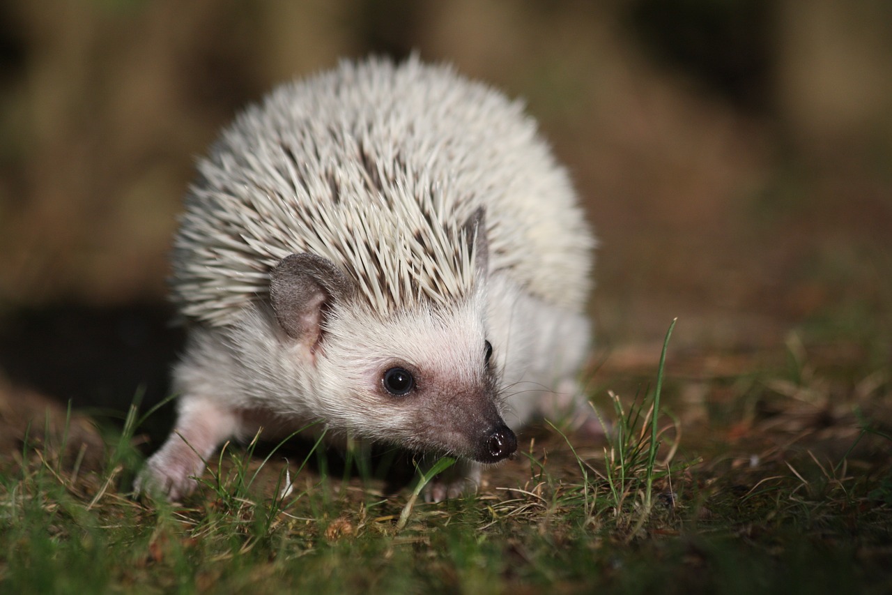 african dwarf hedgehogs free photo