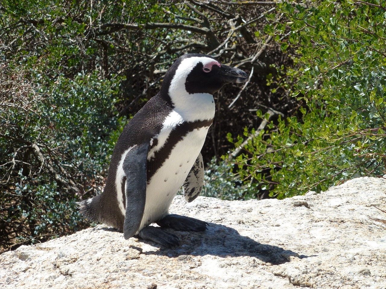 african penguin south africa free photo