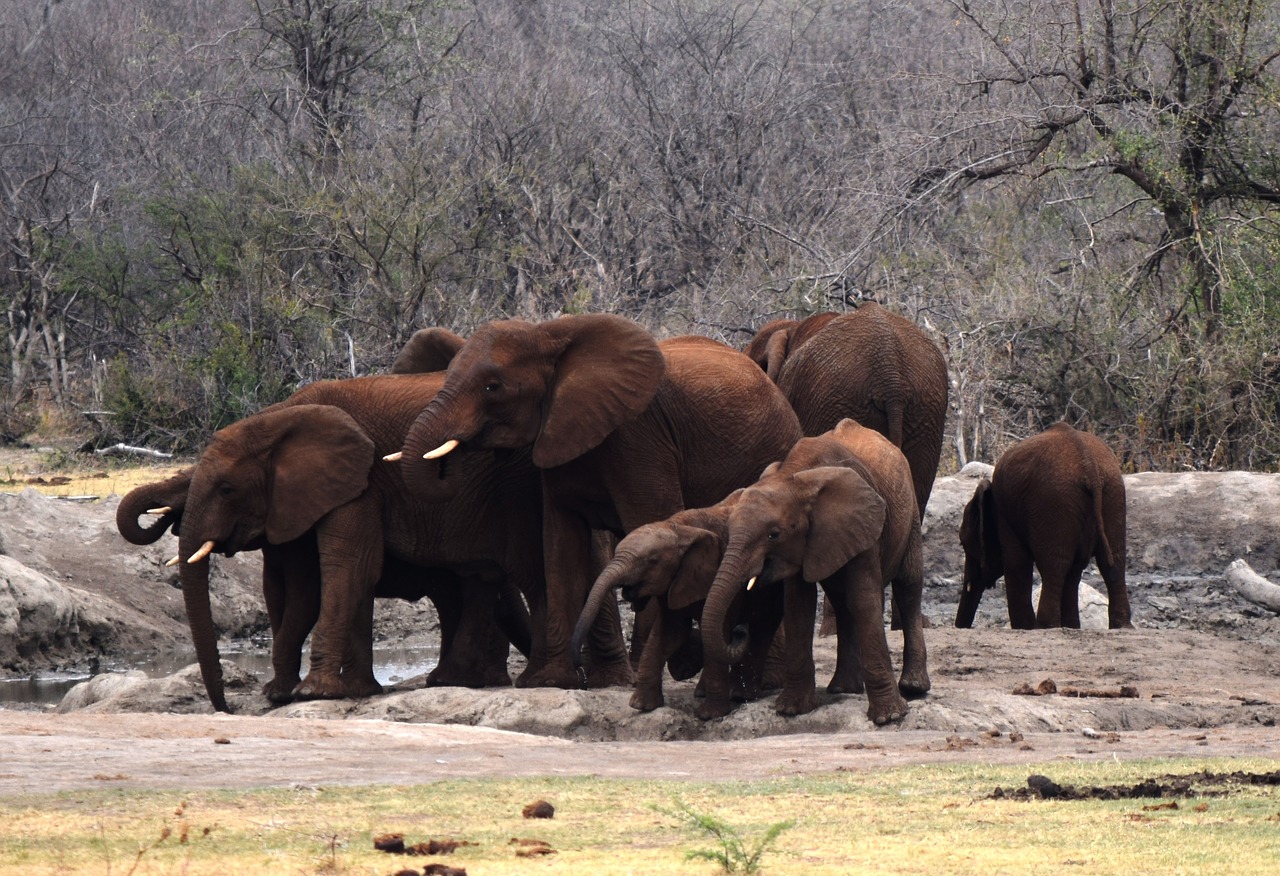 african elephants waterhole free photo
