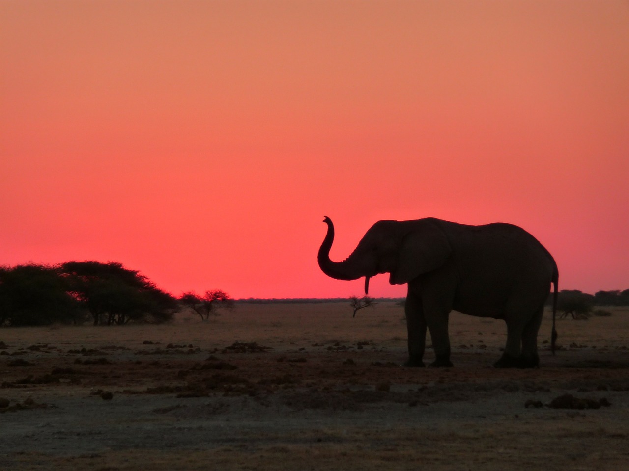 african elephant national park free photo