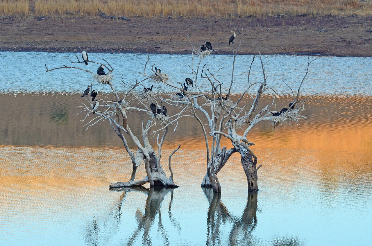 african  birds  roosting free photo