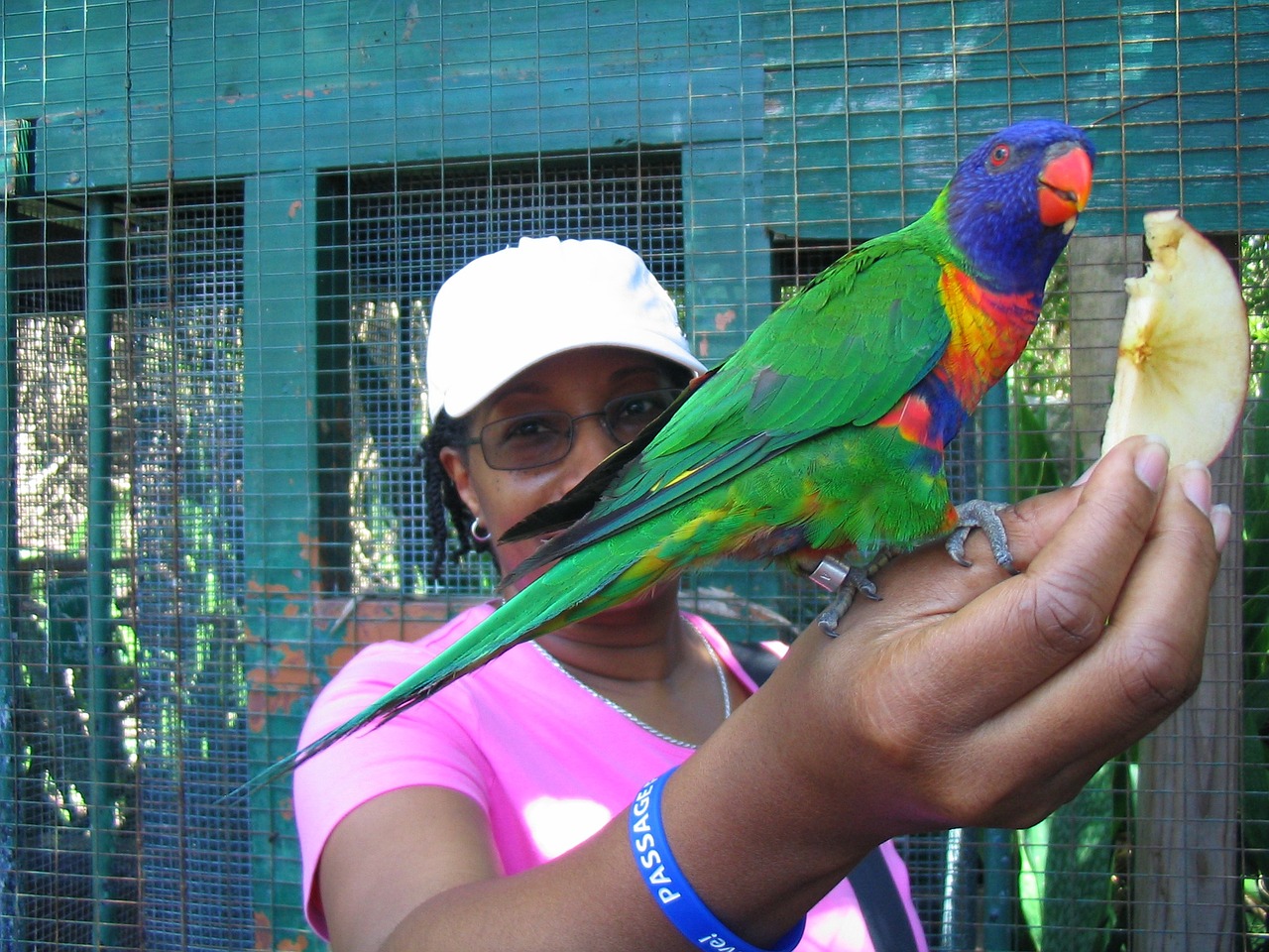 african american feeding bird free photo