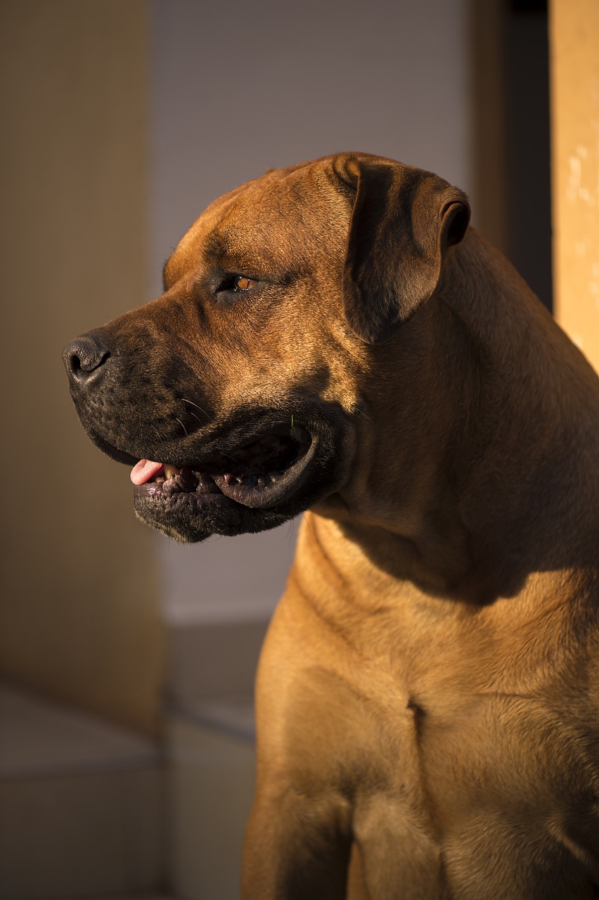 african boerboel bull mastiff africa free photo