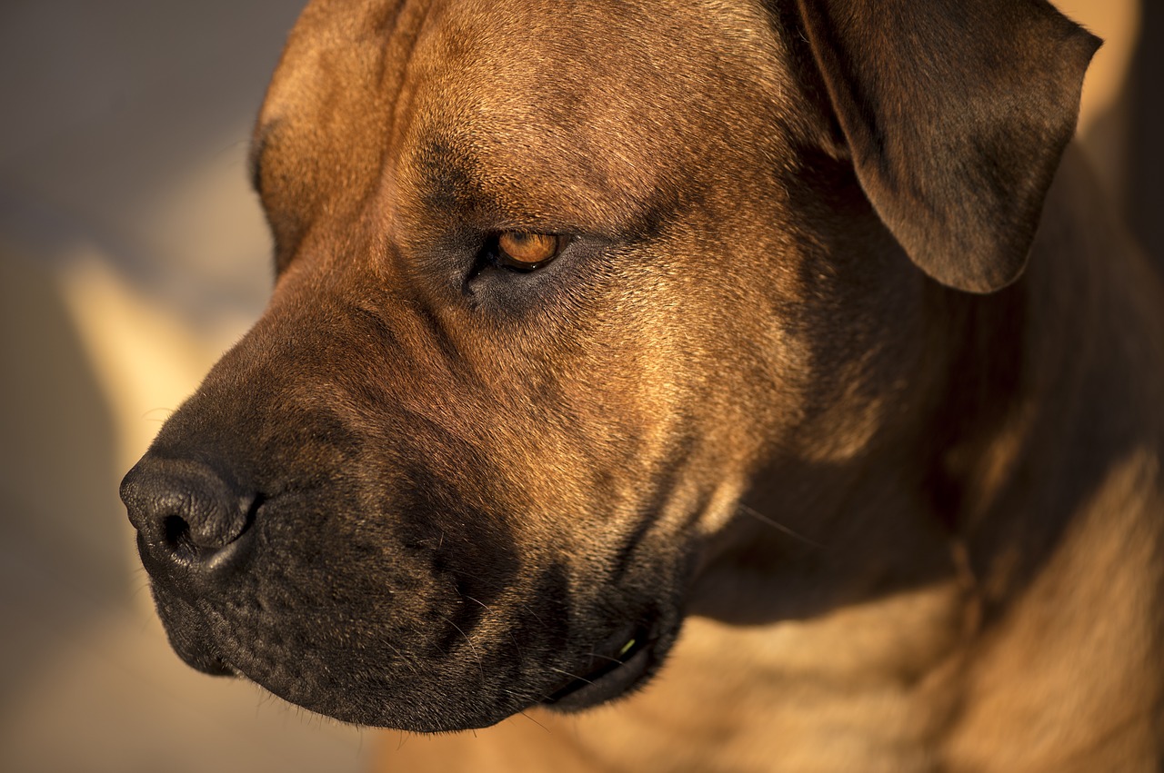 african boerboel bull mastiff africa free photo