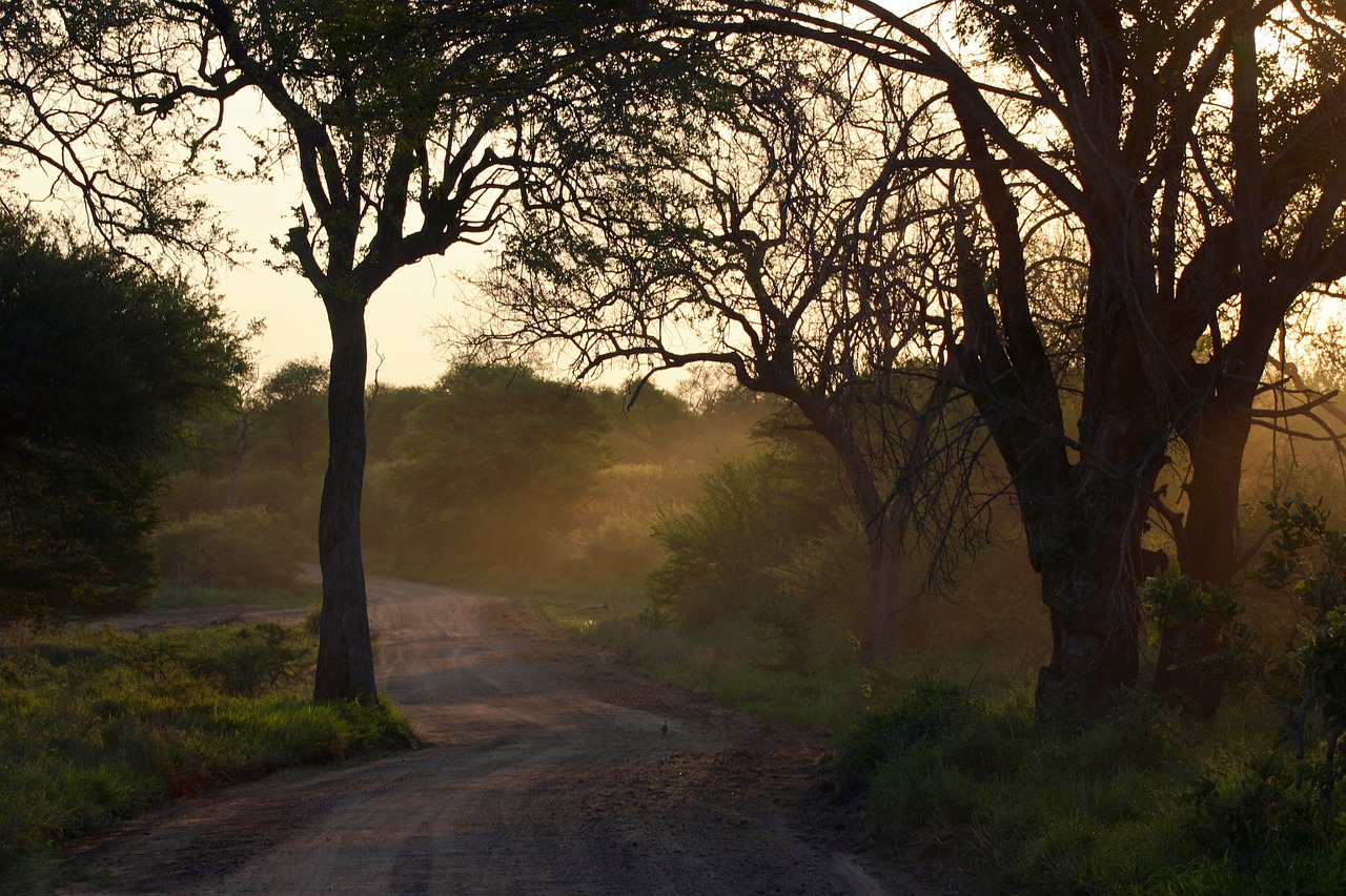 african bush sunset landscape free photo