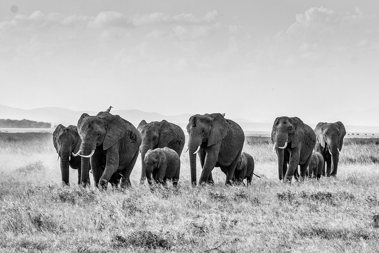 african bush elephant elephant herd of elephants free photo