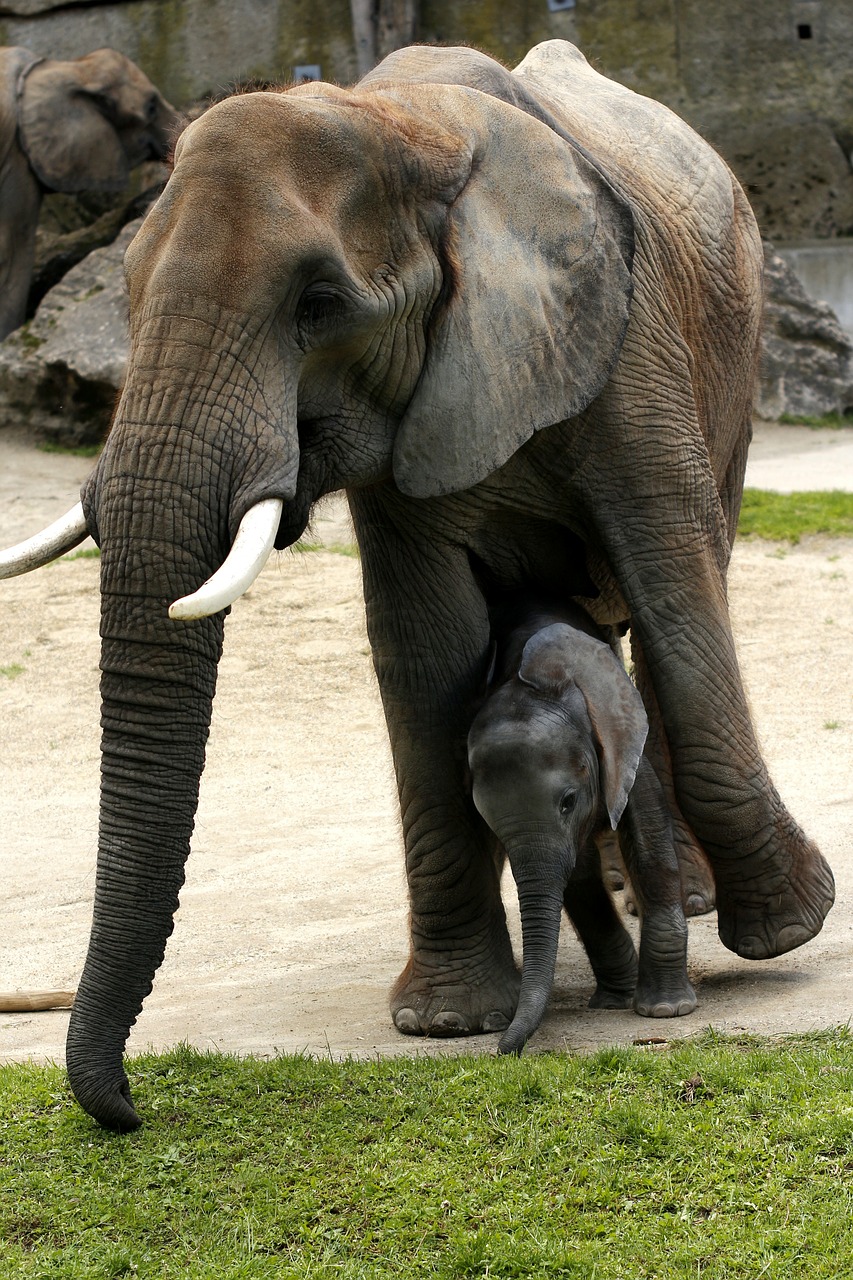 african bush elephant mother with young tiergarten schönbrunn free photo