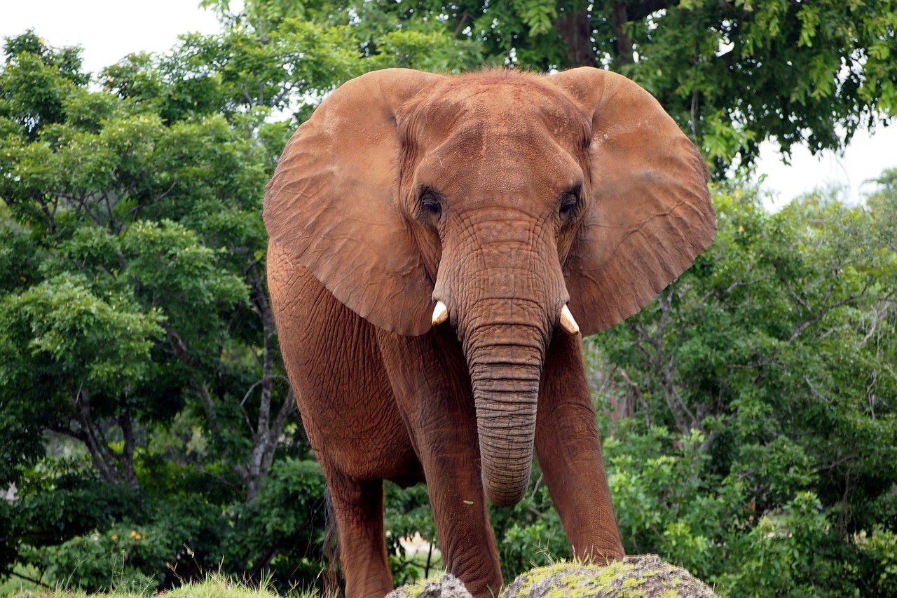 african bush elephant elephant animal free photo
