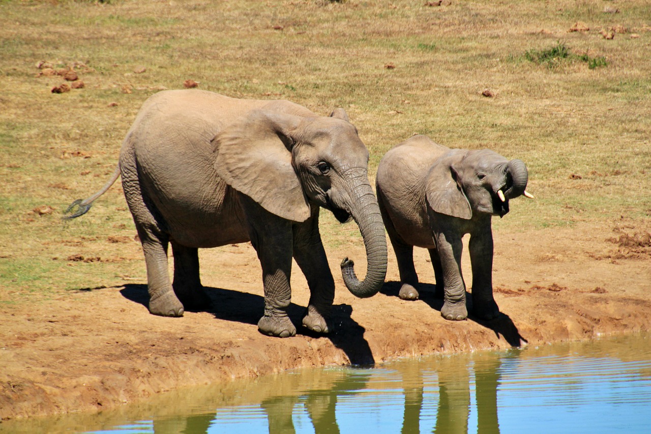 african bush elephant elephant animals free photo
