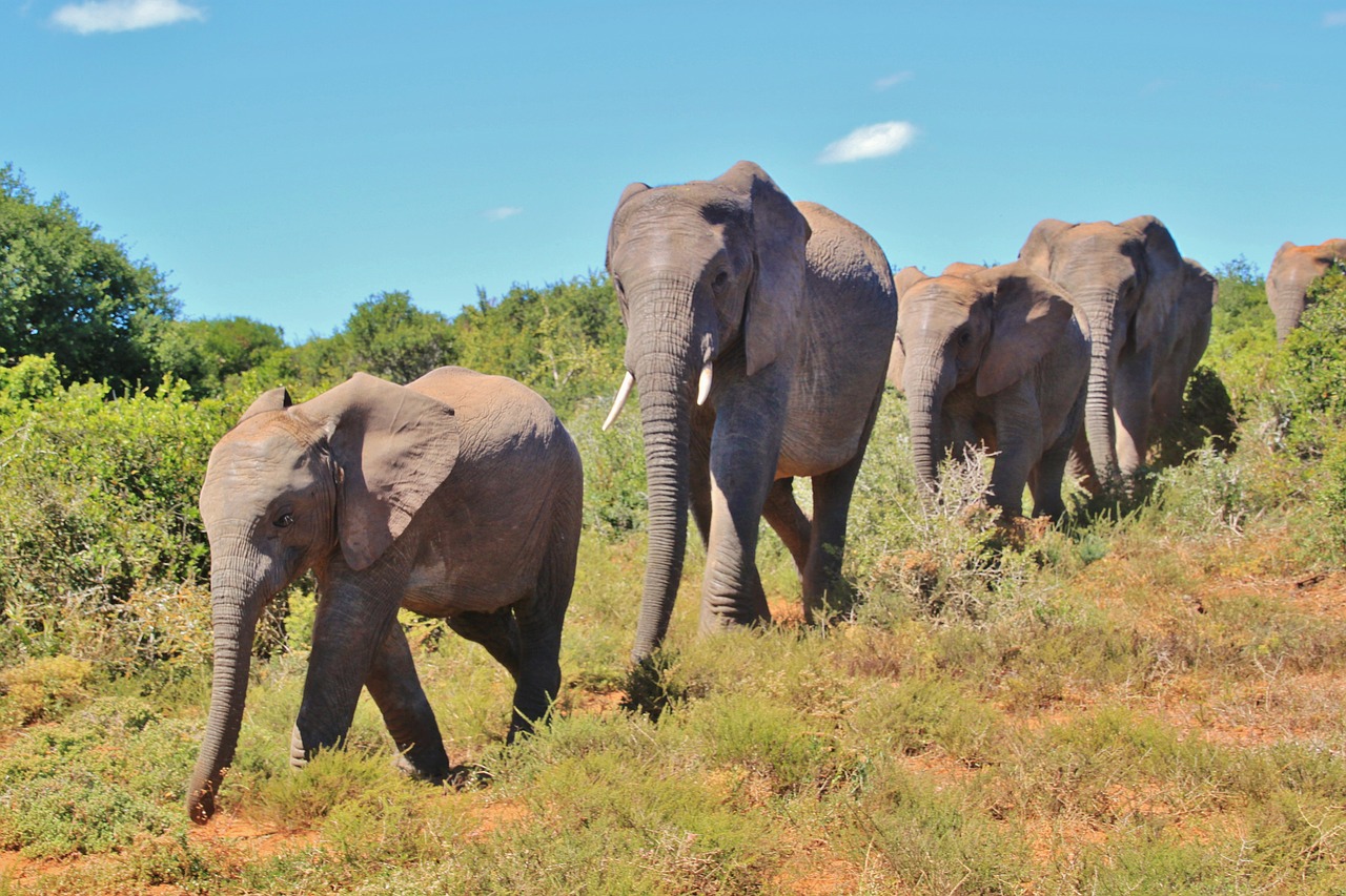 african bush elephant flock elephant free photo