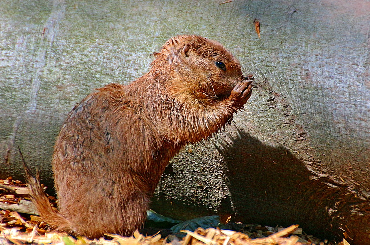 african bush squirrel paraxerus african squirrel free photo