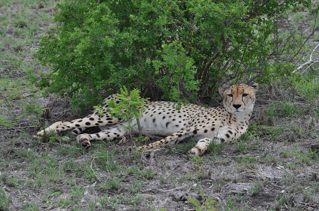 african cheetah cheetah wildlife free photo