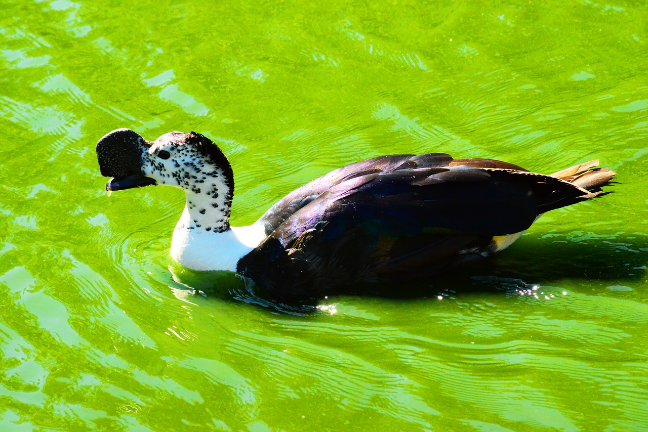 african comb duck  knob-billed duck  male free photo