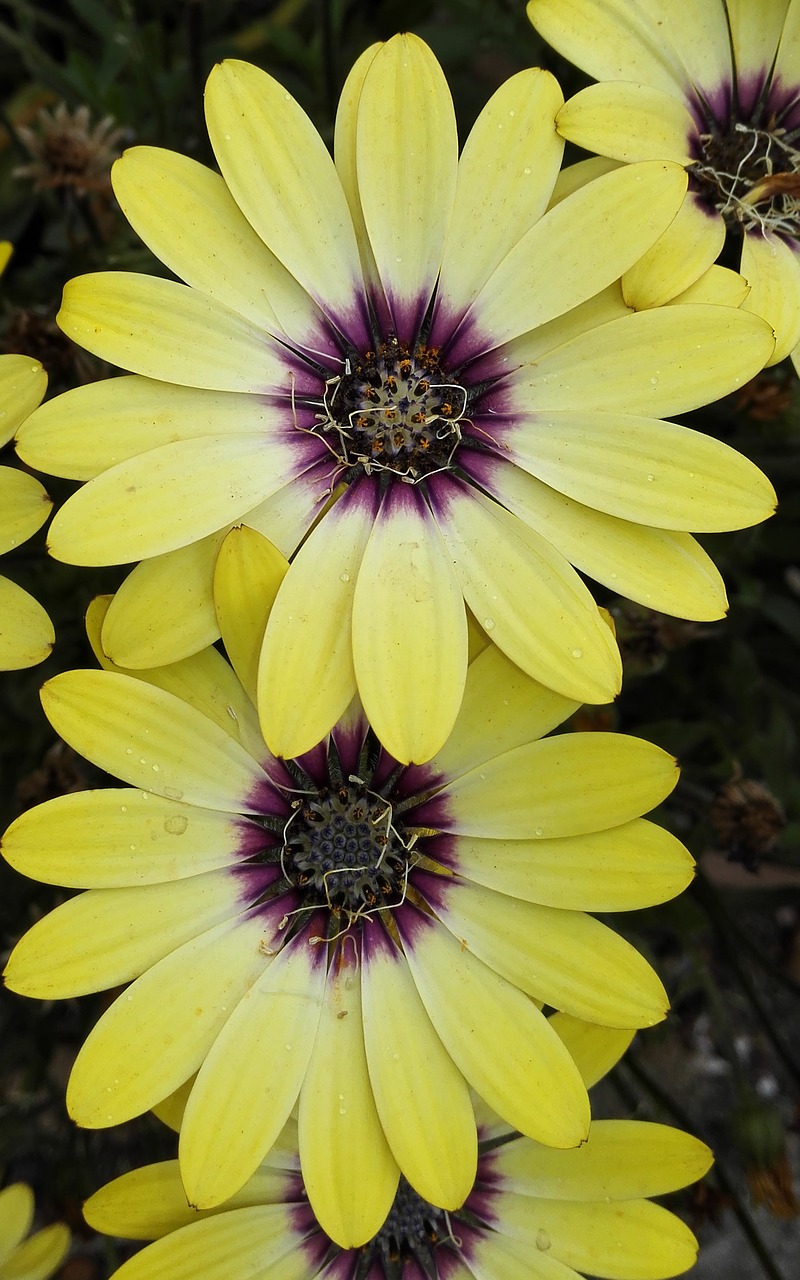 african daisy flower yellow free photo