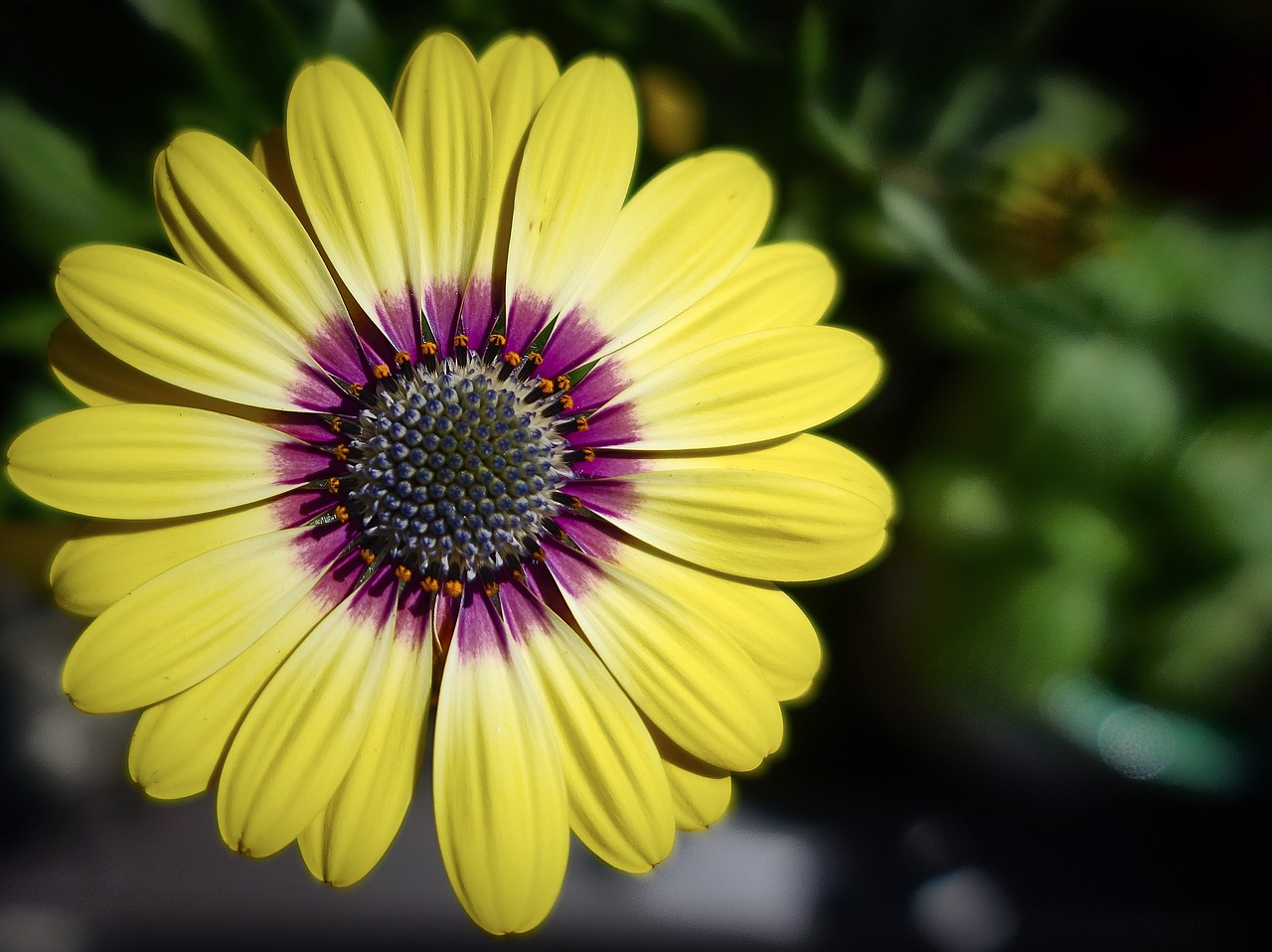 african daisy flower garden free photo