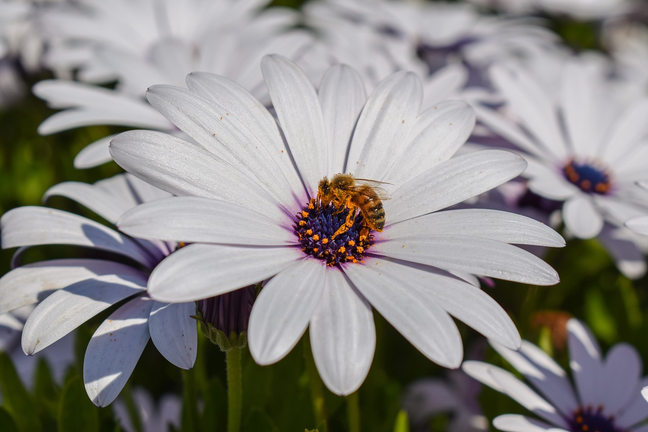 african daisy bee nature free photo