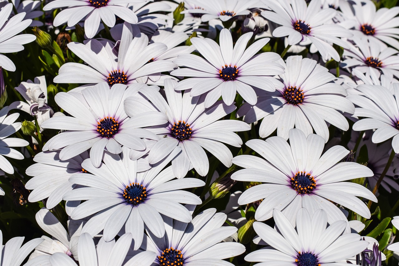 african daisy flowers nature free photo