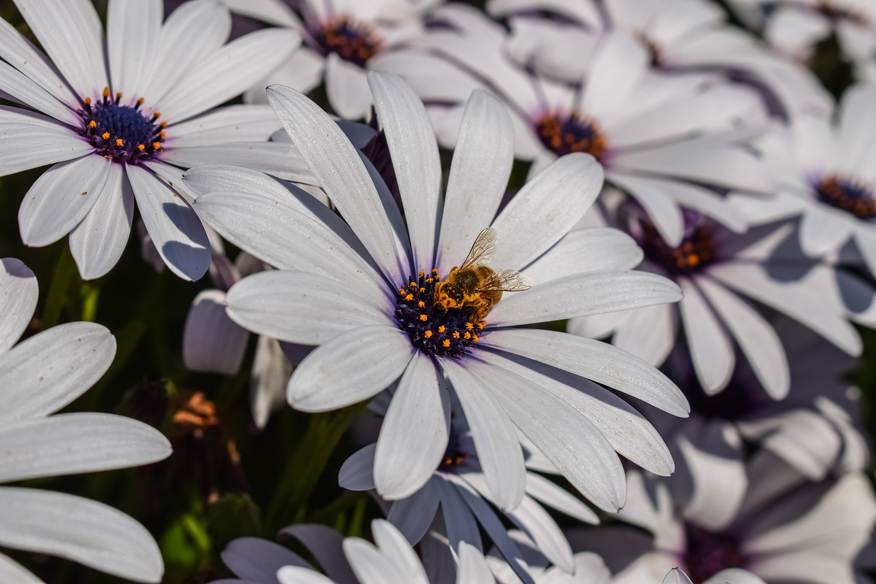 african daisy bee nature free photo