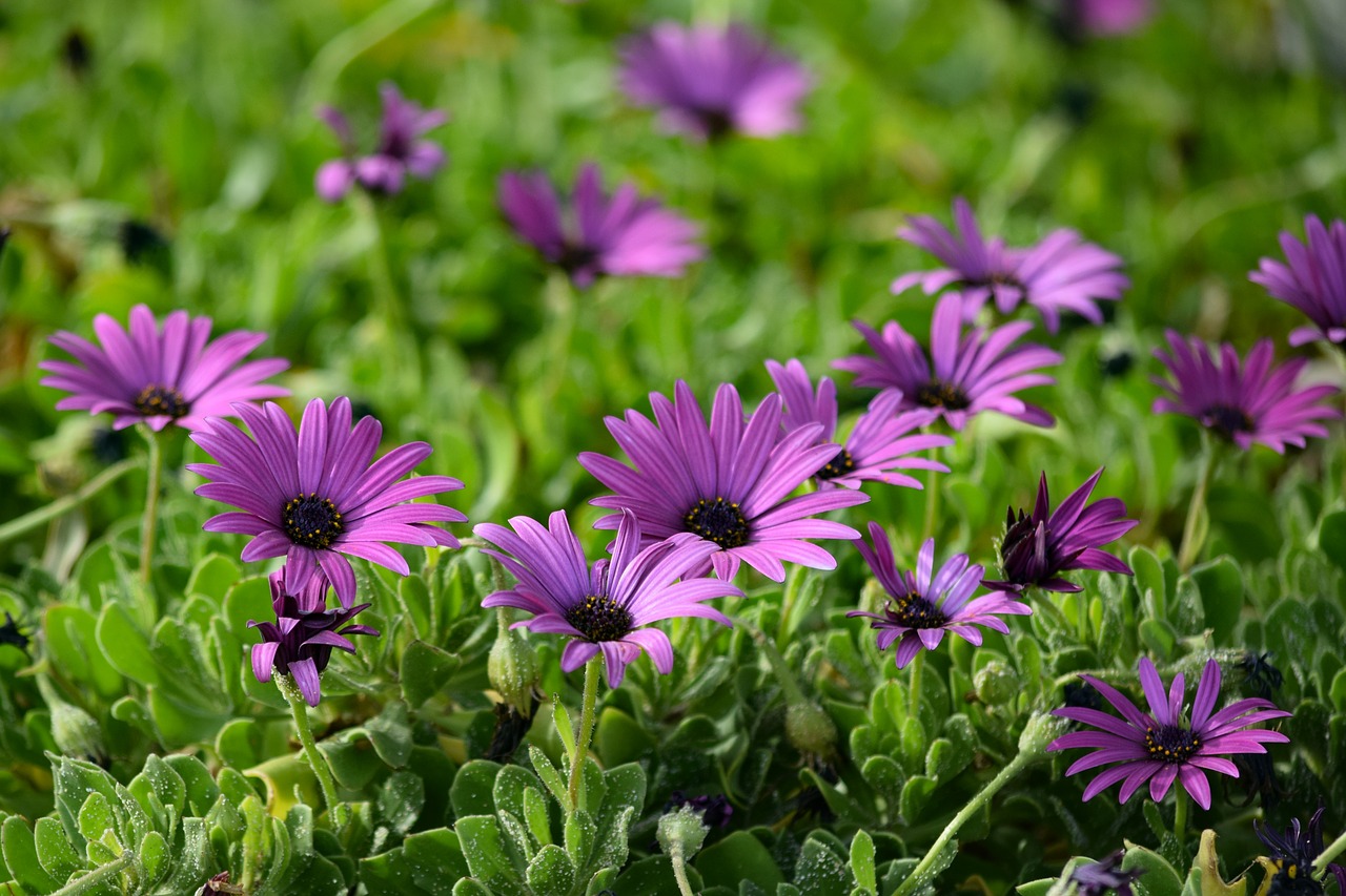 african daisy flower flora free photo